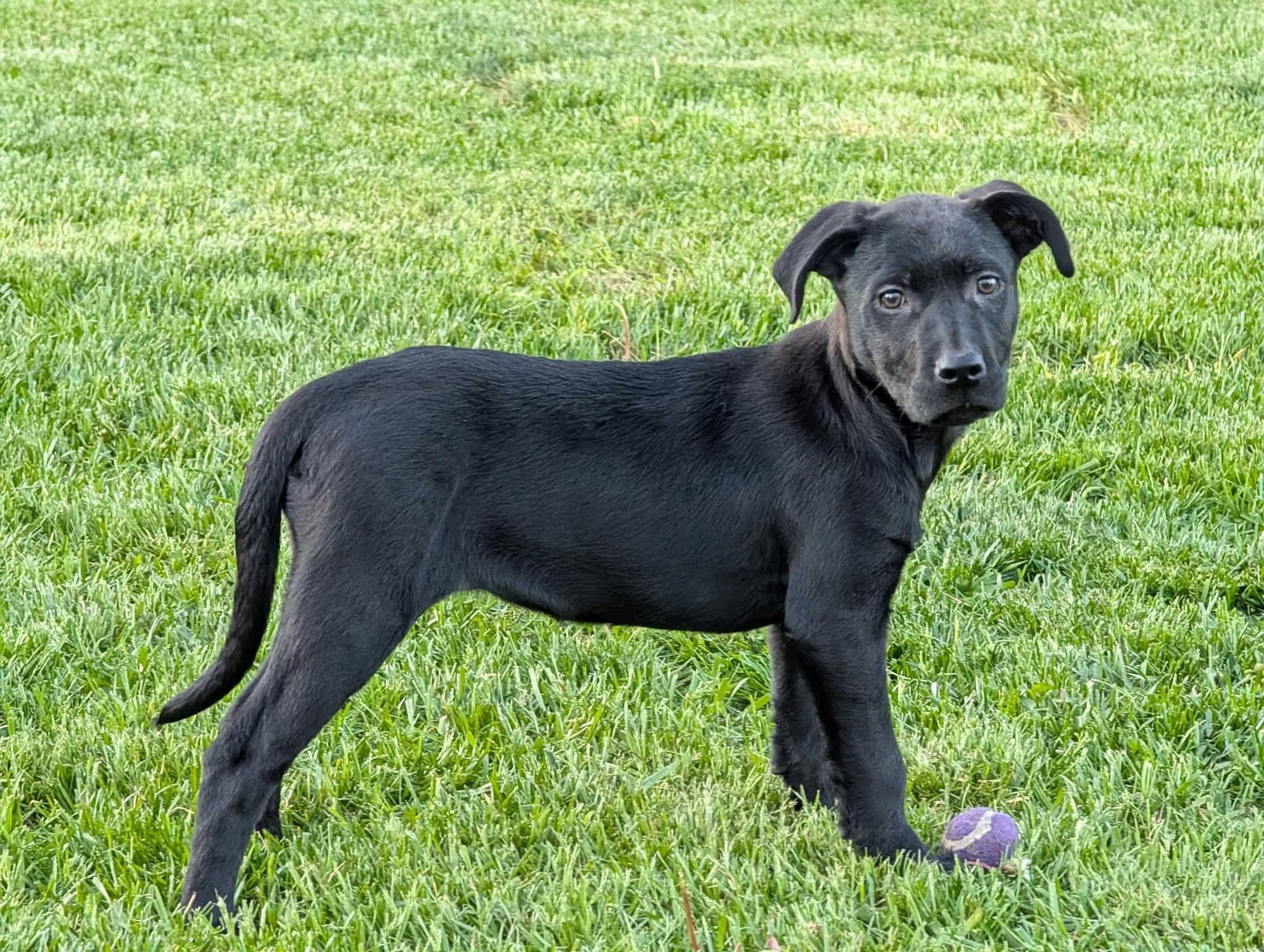 Lilac, an adopted mixed breed in Grand Rapids, MI image 2/4