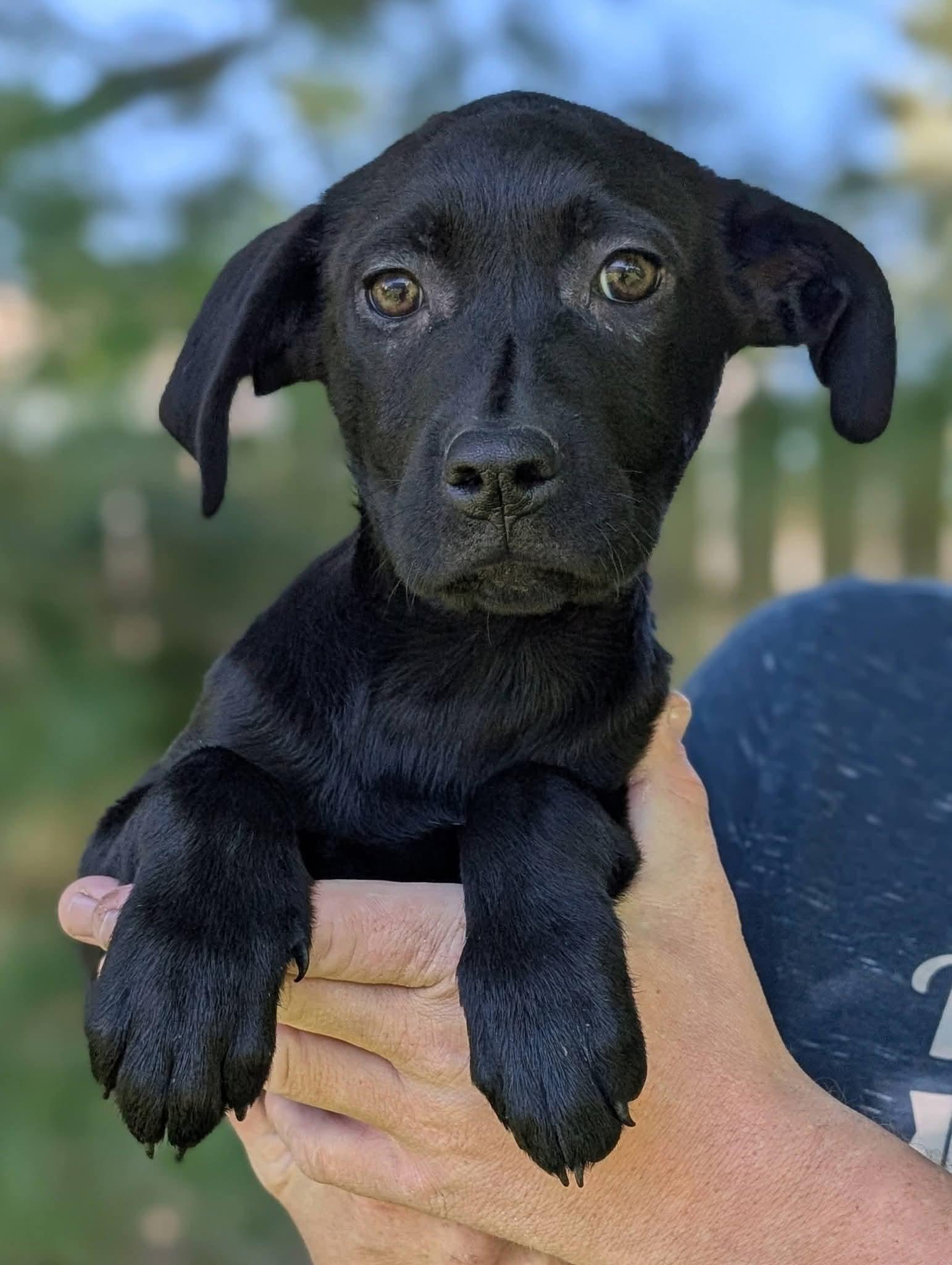 Lilac, an adopted mixed breed in Grand Rapids, MI image 4/4