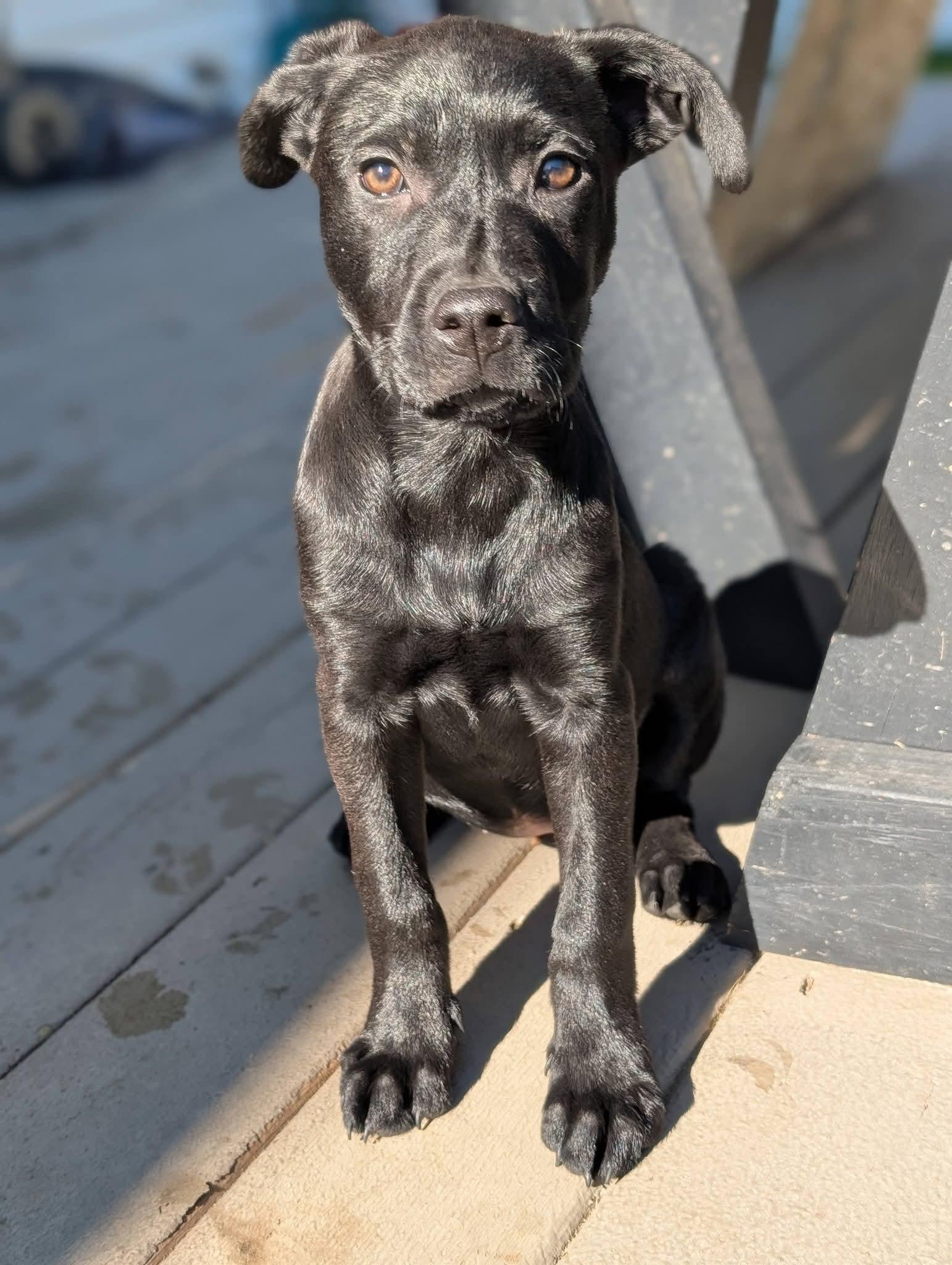 Lilac, an adopted mixed breed in Grand Rapids, MI image 3/4