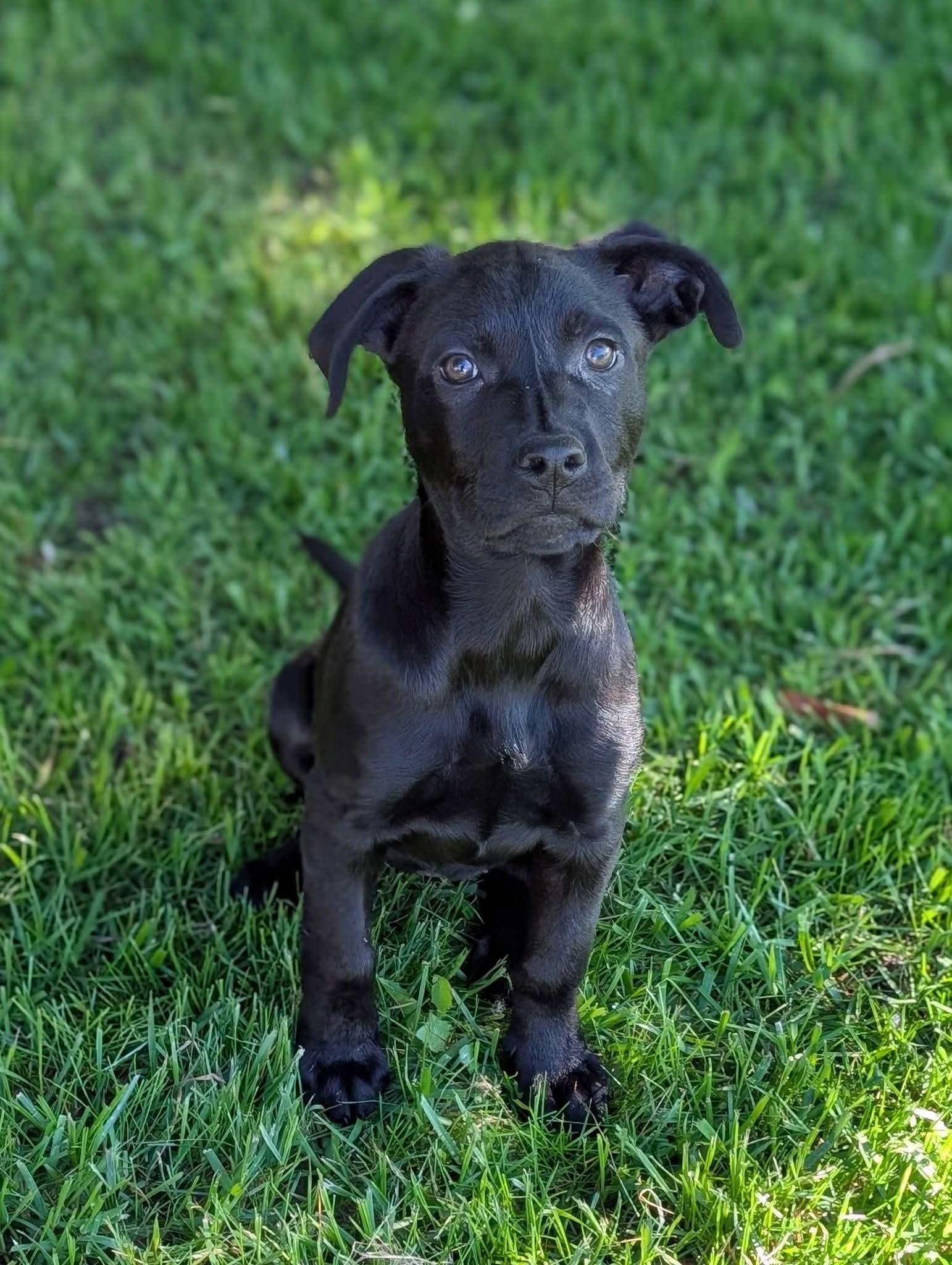 Lilac, an adopted mixed breed in Grand Rapids, MI image 1/4