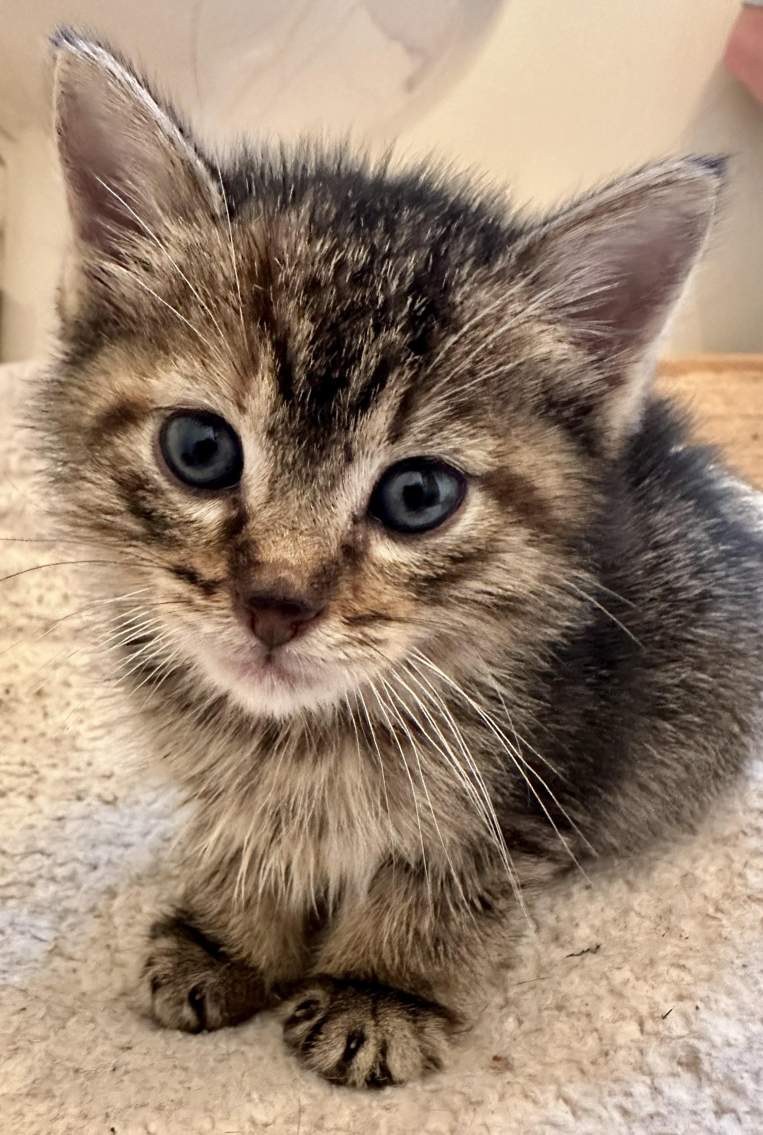 Rosemary, adopted, Kitten Female Tabby.
