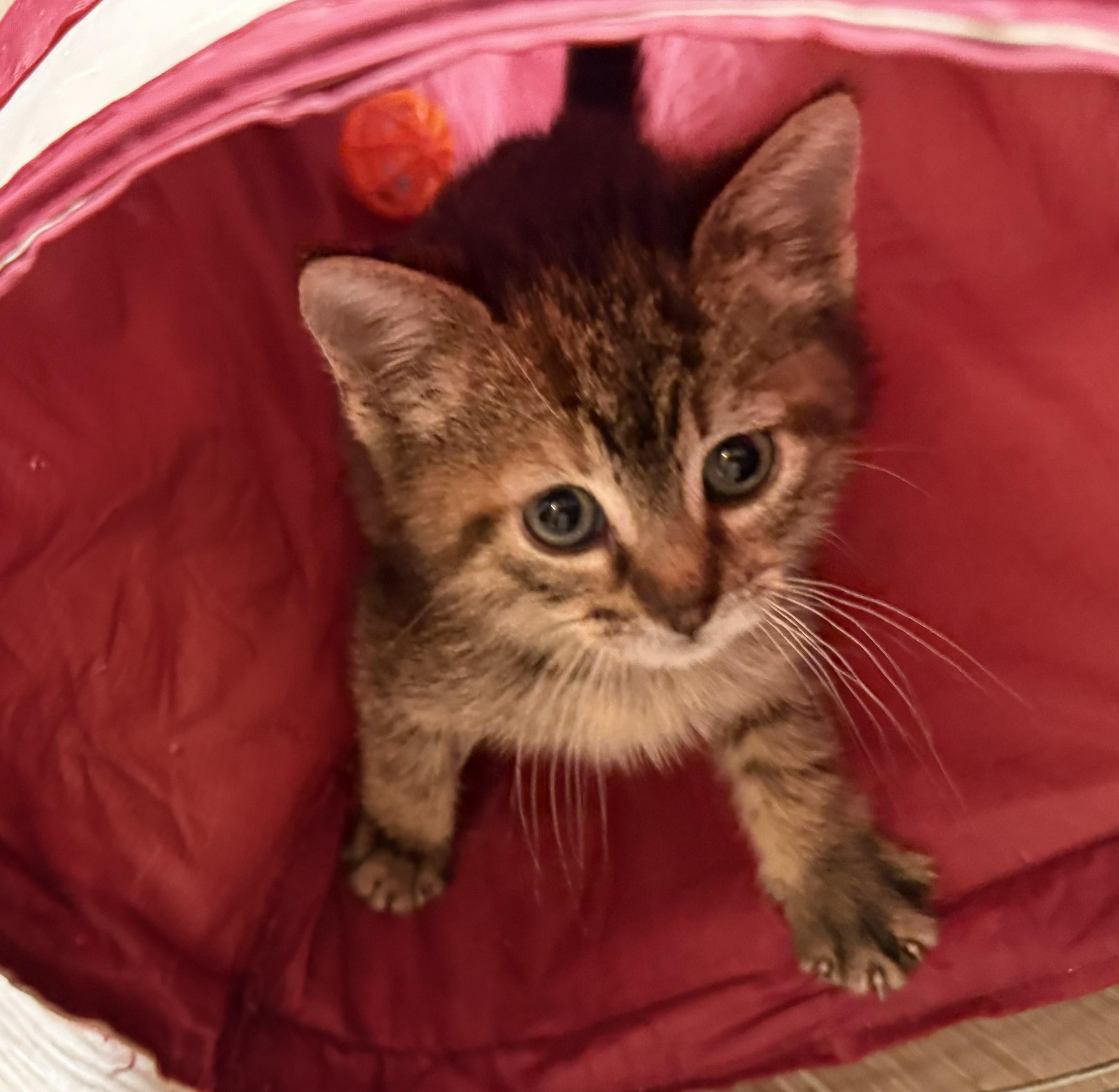 Rosemary, an adopted Tabby in Wayne, NJ image 2/2