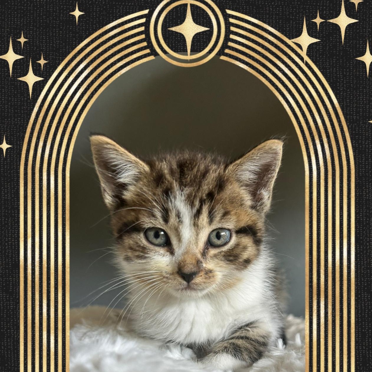 Mario, adopted, Kitten Male American Shorthair.