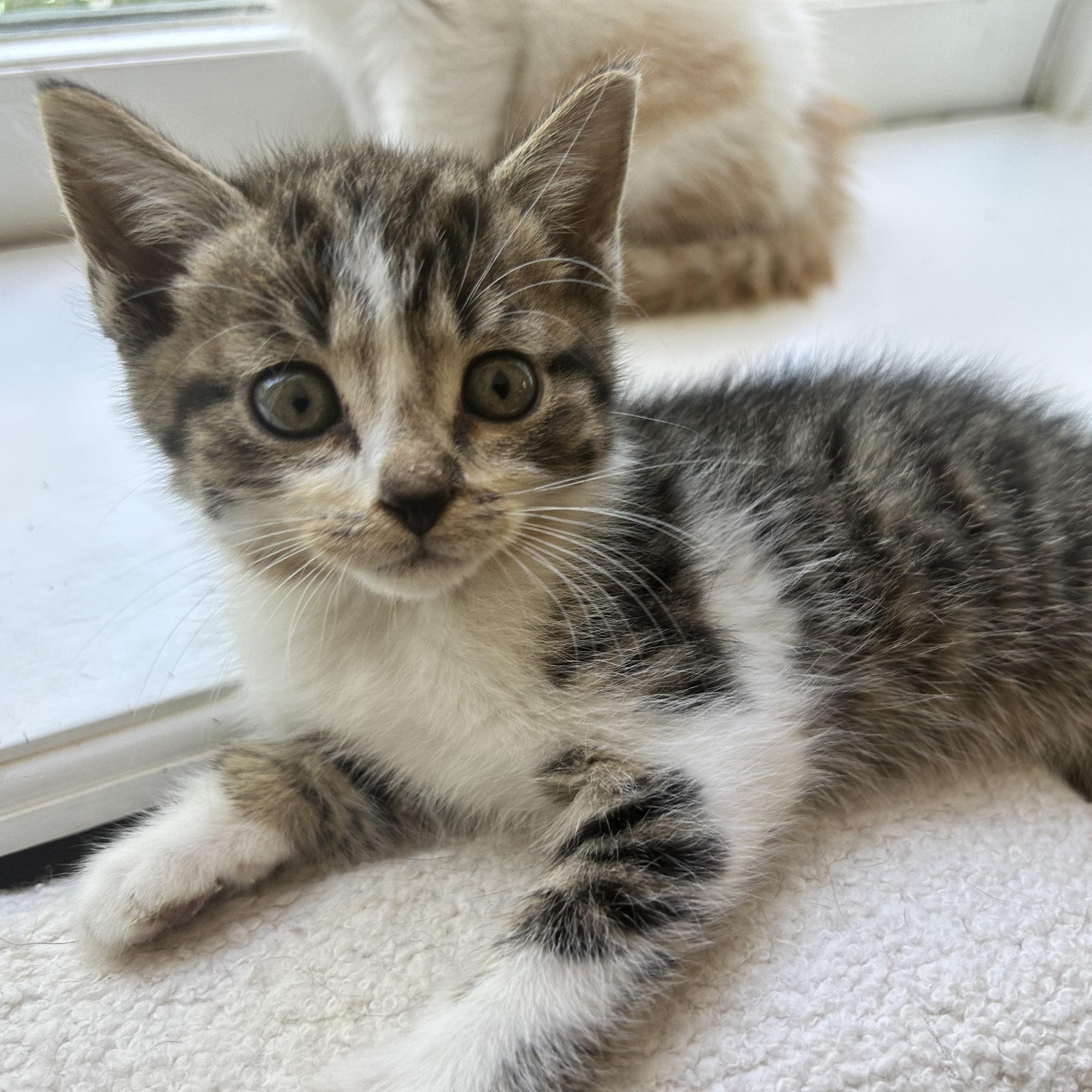 Enlarge Mario, an adopted American Shorthair in Lilburn, GA image 2/5