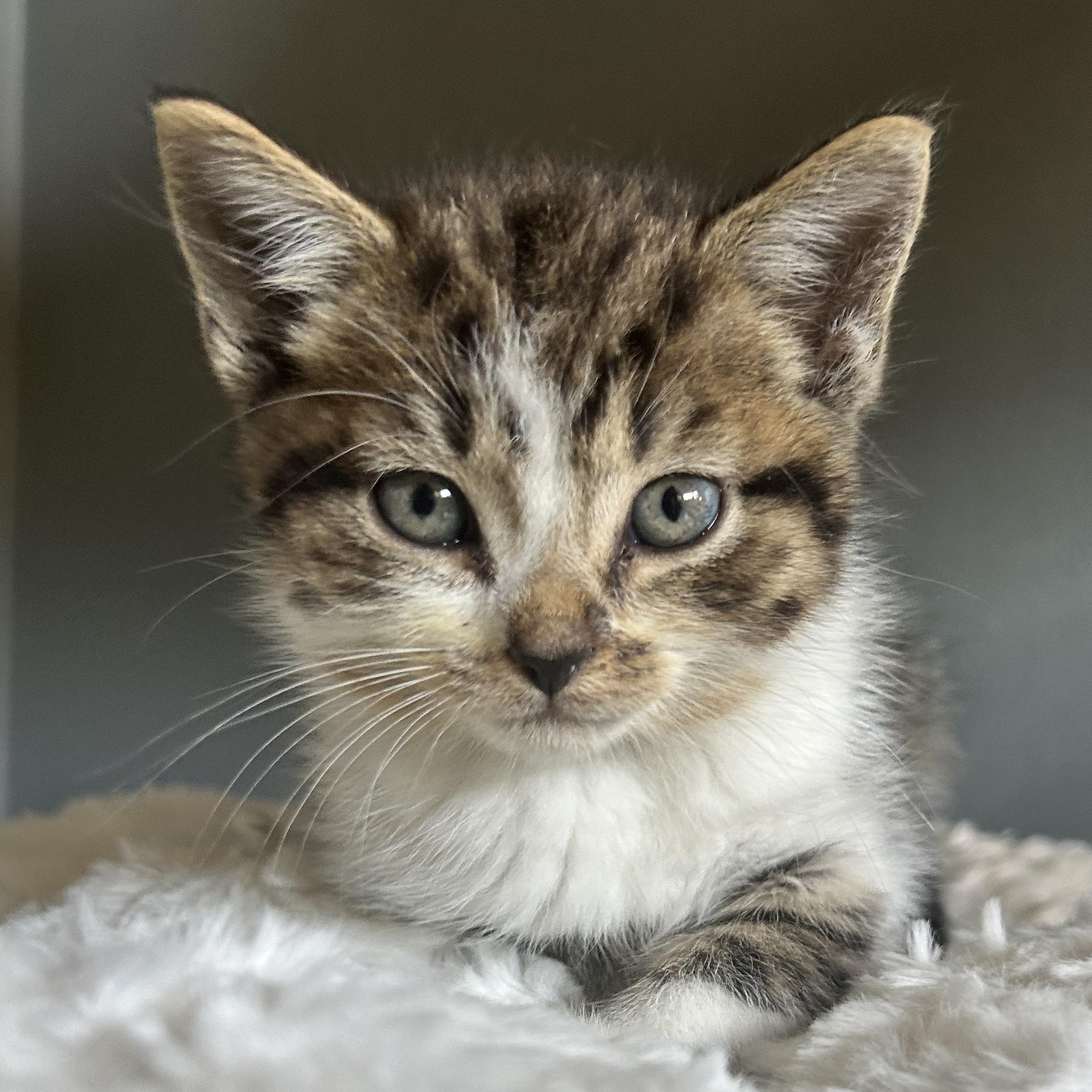Enlarge Mario, an adopted American Shorthair in Lilburn, GA image 3/5