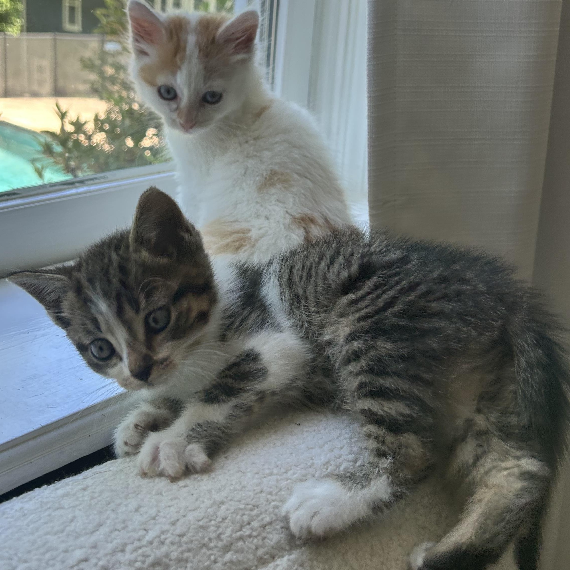 Enlarge Mario, an adopted American Shorthair in Lilburn, GA image 5/5