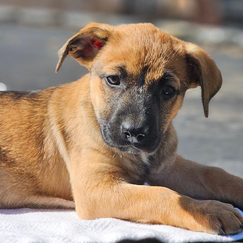 Kleo — thumbnail 3