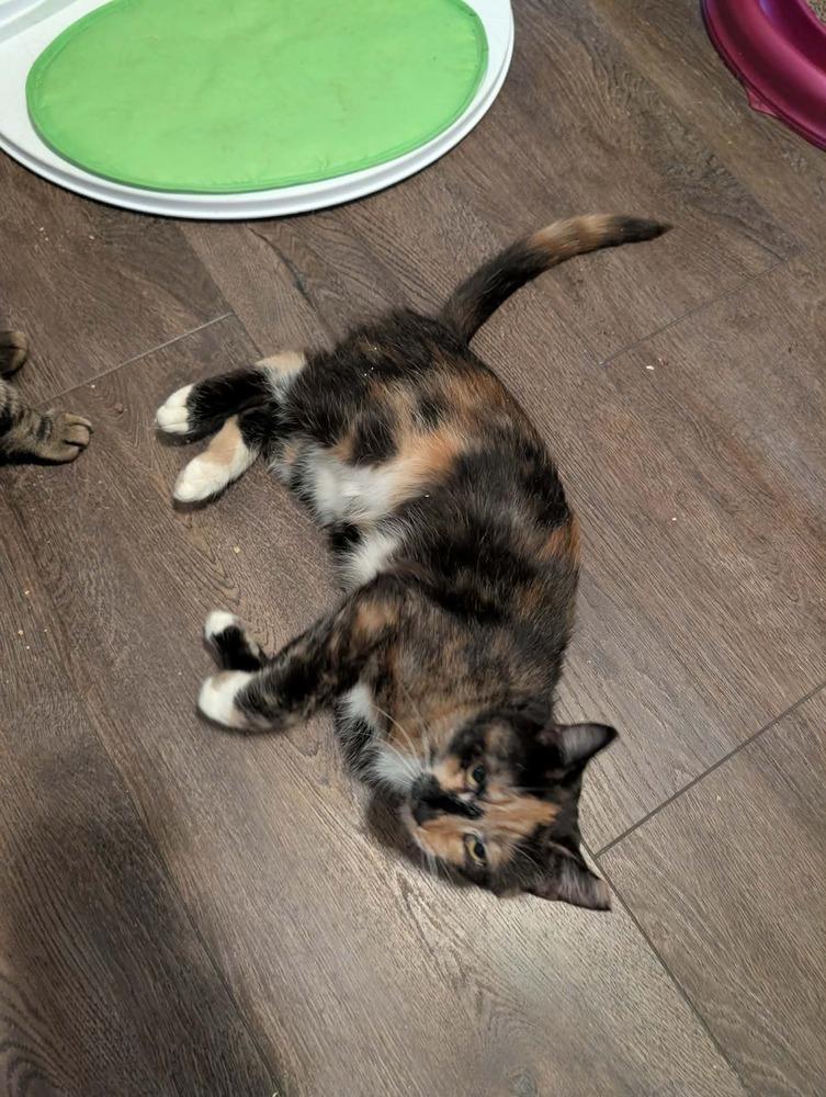 Oatmeal, a Adoptable Domestic Short Hair in Springdale, PA image 2/6
