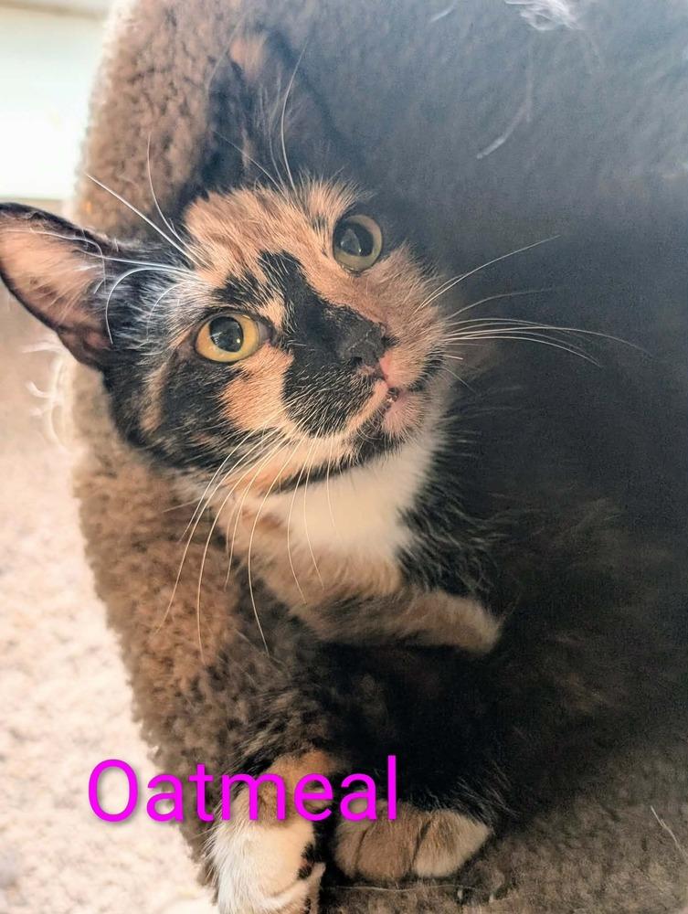 Oatmeal, a Adoptable Domestic Short Hair in Springdale, PA image 3/6