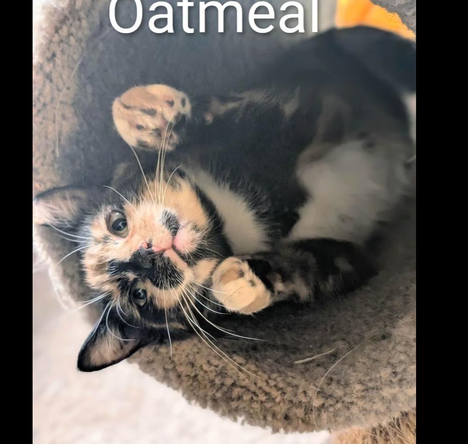 Oatmeal, a Adoptable Domestic Short Hair in Springdale, PA image 5/6