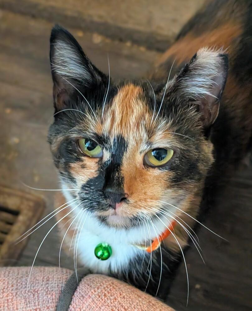 Oatmeal, a Adoptable Domestic Short Hair in Springdale, PA image 6/6