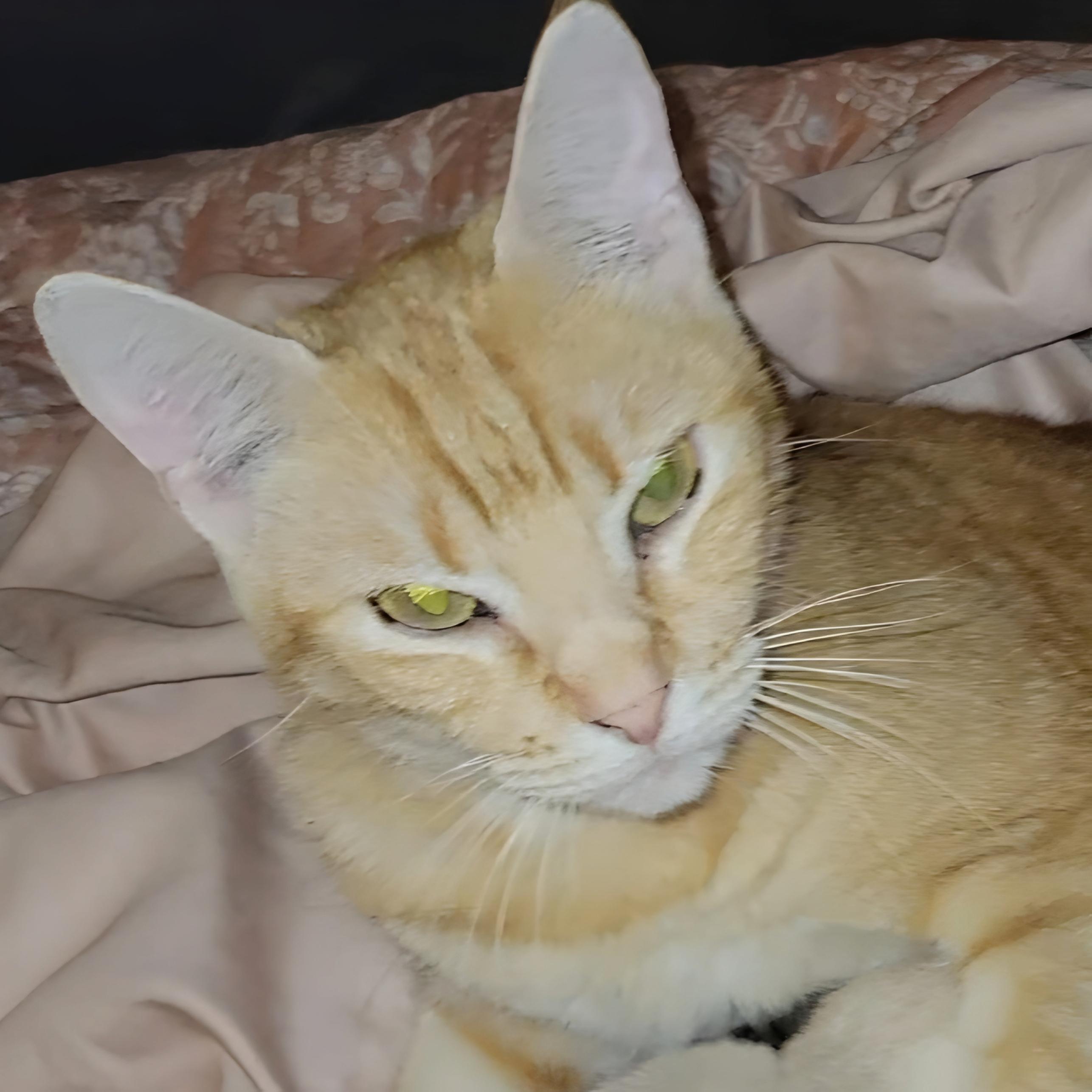 Tinder, Adopted, Young Male Domestic Short Hair.