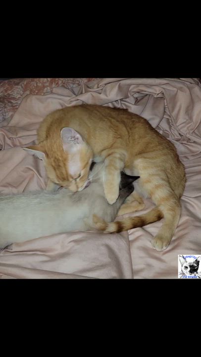 Enlarge Tinder, a Adopted Domestic Short Hair in Port Orange, FL video 2/3