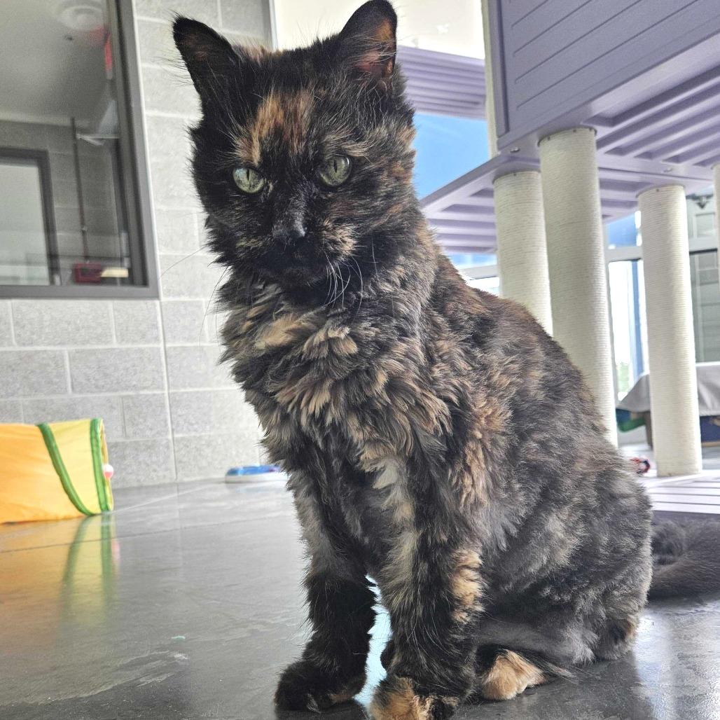 Enlarge Patches, a Adoptable Domestic Long Hair in Dover, NH image 1/6