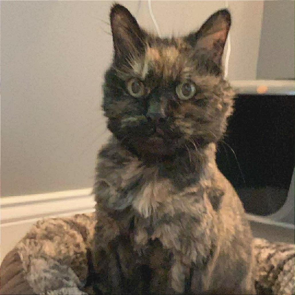 Patches, Adoptable, Senior Female Domestic Long Hair.
