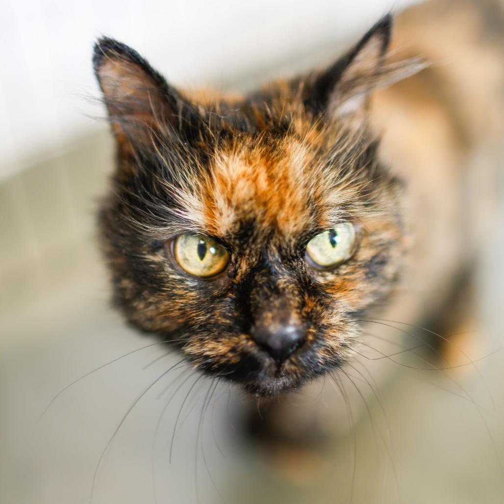 Enlarge Patches, a Adoptable Domestic Long Hair in Dover, NH image 3/6