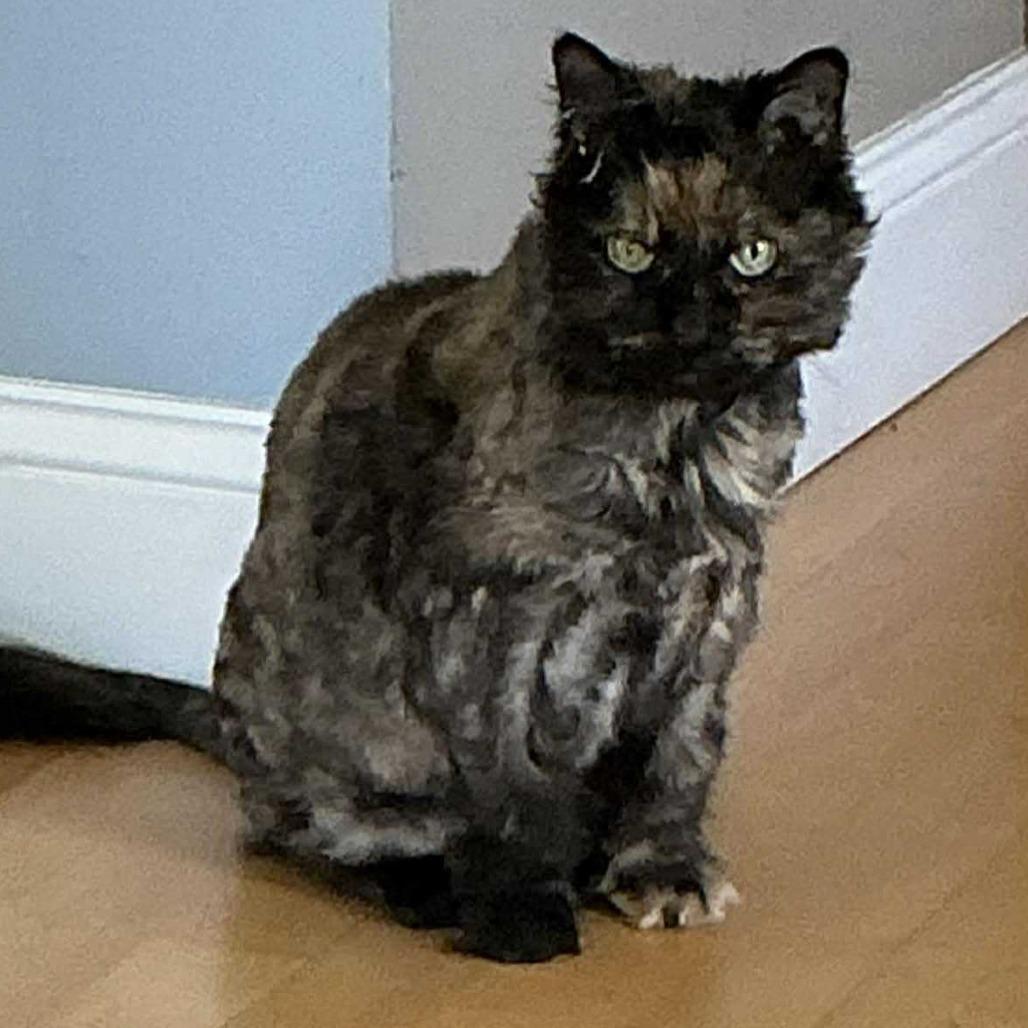 Patches, a Adoptable Domestic Long Hair in Dover, NH image 2/3