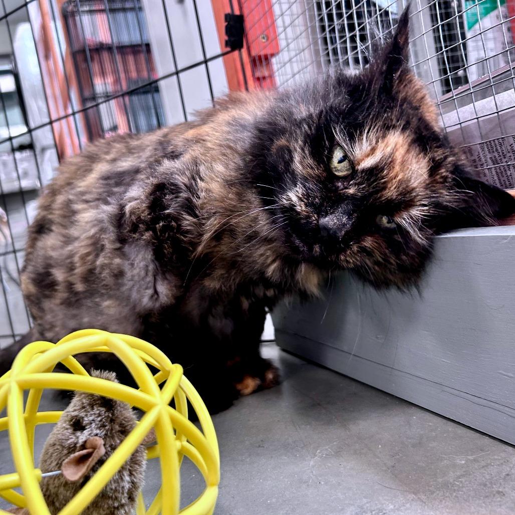 Enlarge Patches, a Adoptable Domestic Long Hair in Dover, NH image 4/6