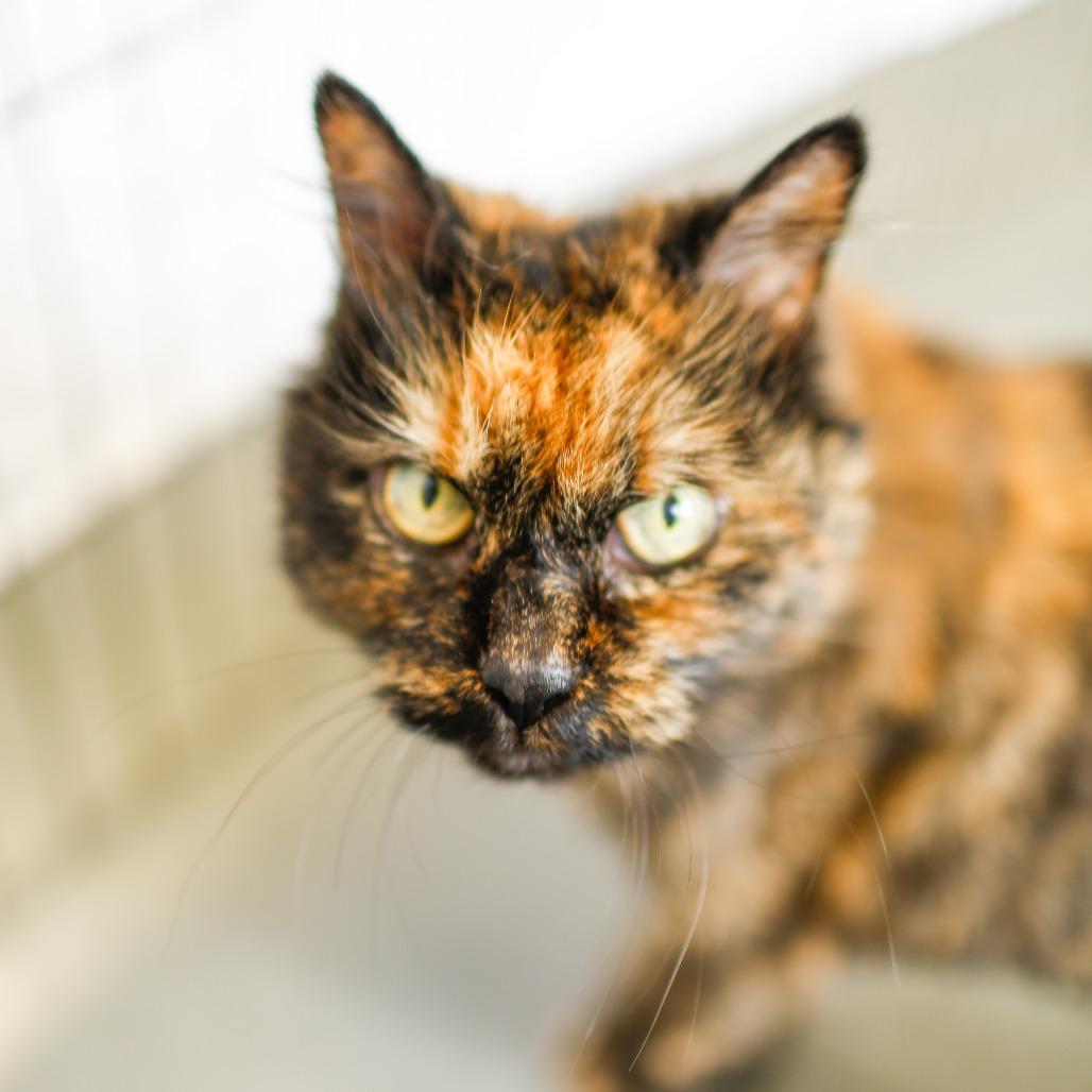 Enlarge Patches, a Adoptable Domestic Long Hair in Dover, NH image 5/6