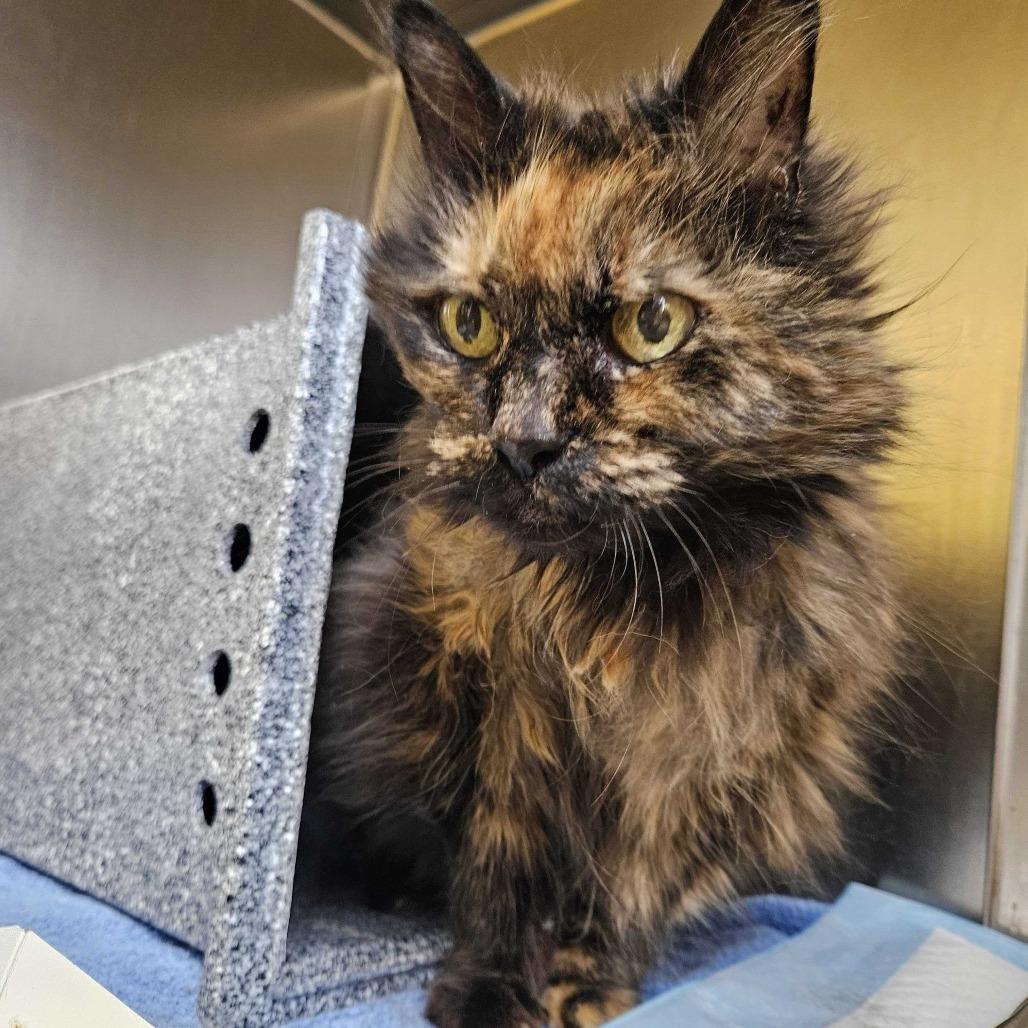 Patches, a Adoptable Domestic Long Hair in Dover, NH image 3/3