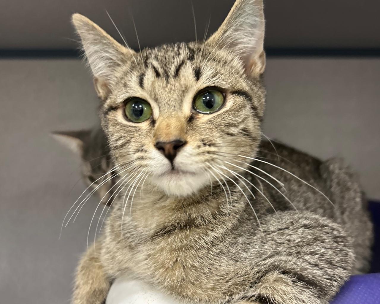 Enlarge Peeler, a Adoptable Domestic Short Hair in Raleigh, NC image 1/3
