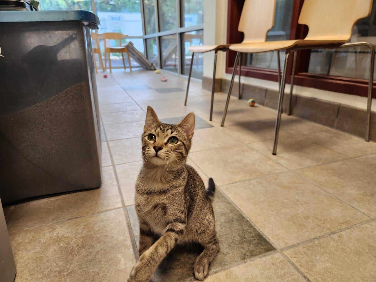 Enlarge Peeler, a Adoptable Domestic Short Hair in Raleigh, NC image 2/3