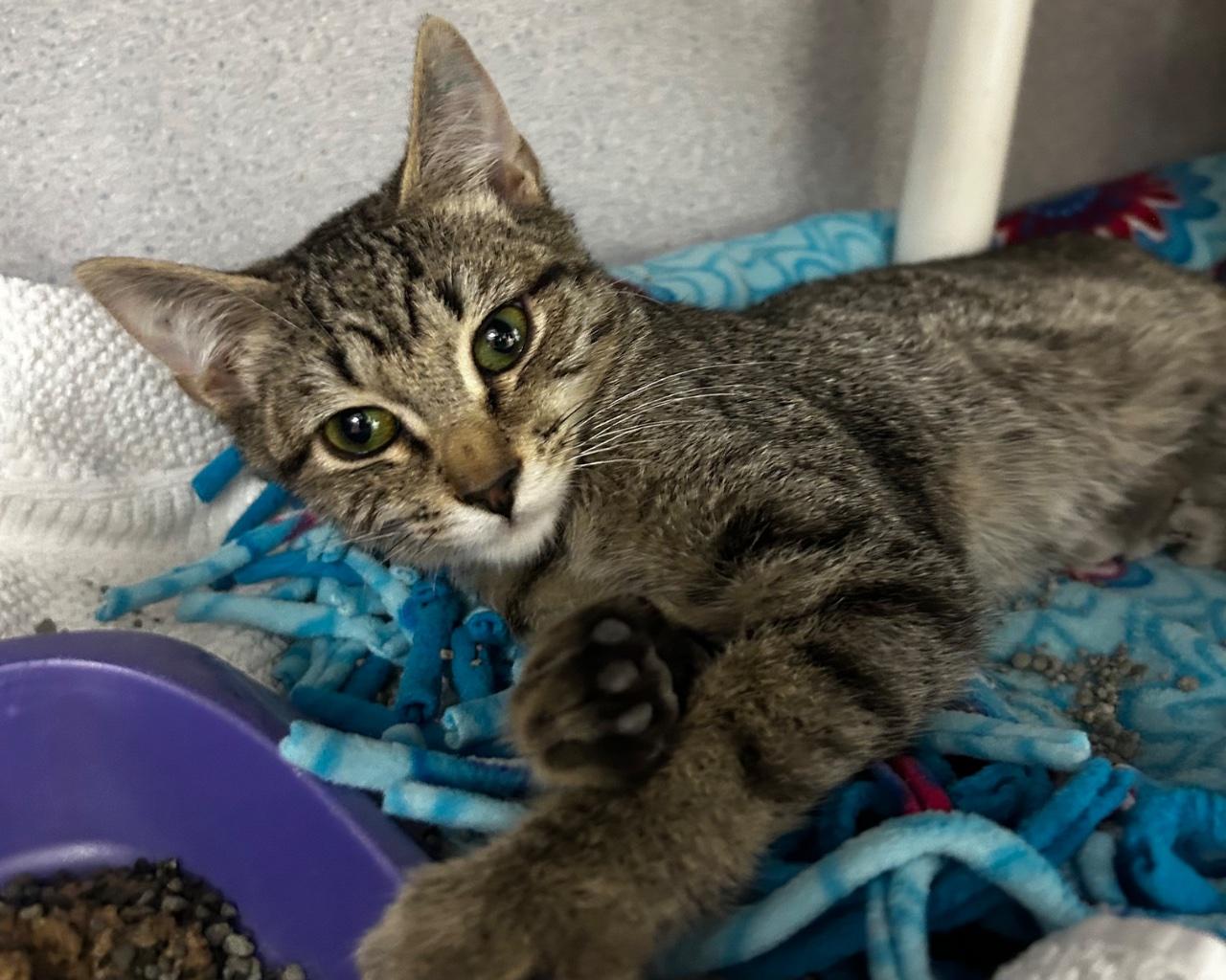 Enlarge Peeler, a Adoptable Domestic Short Hair in Raleigh, NC image 3/3