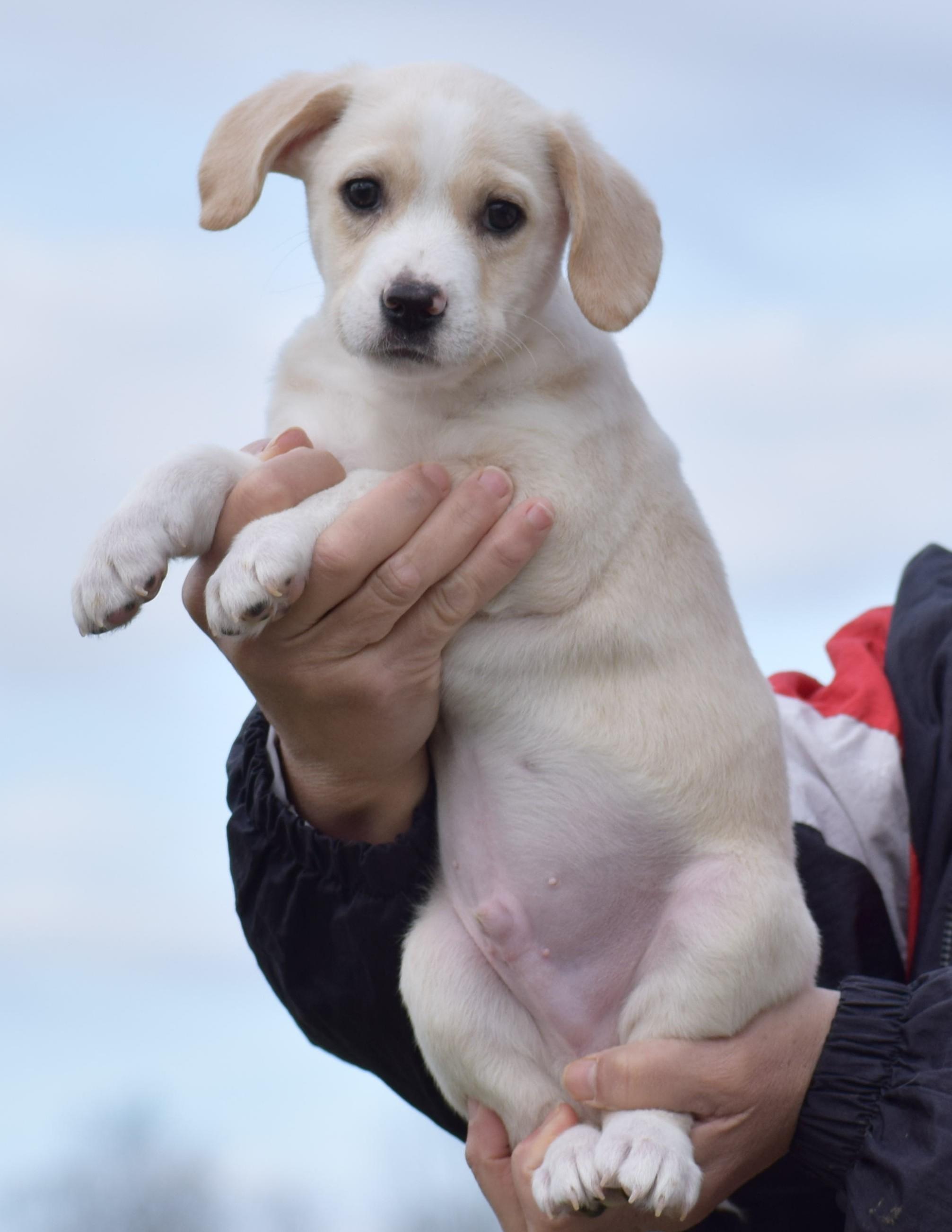 Enlarge Neo-Available! www.lhar.dog to Apply!, an adoptable mixed breed in Frederick, MD image 5/6