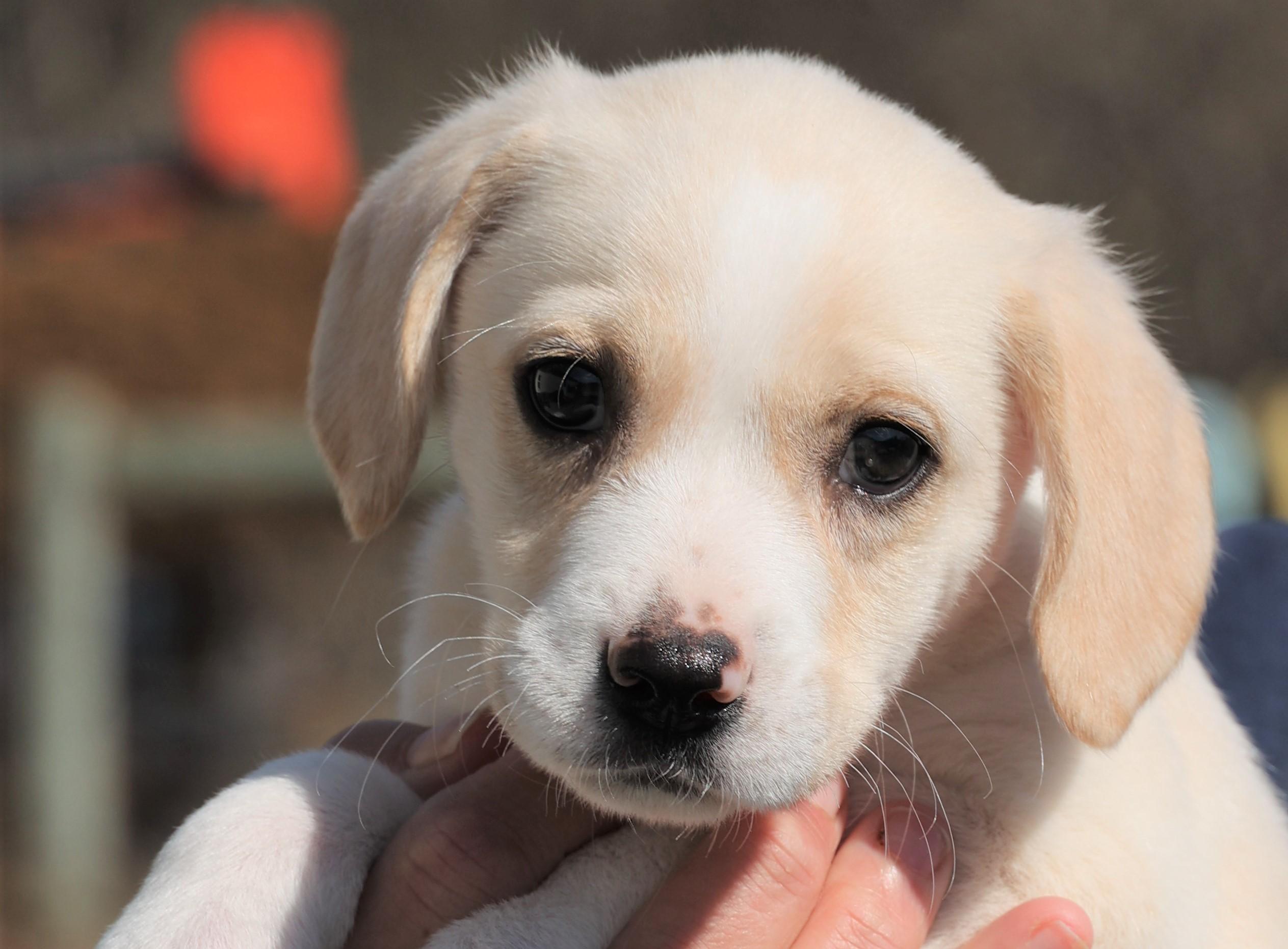 Enlarge Neo-Available! www.lhar.dog to Apply!, an adoptable mixed breed in Frederick, MD image 6/6