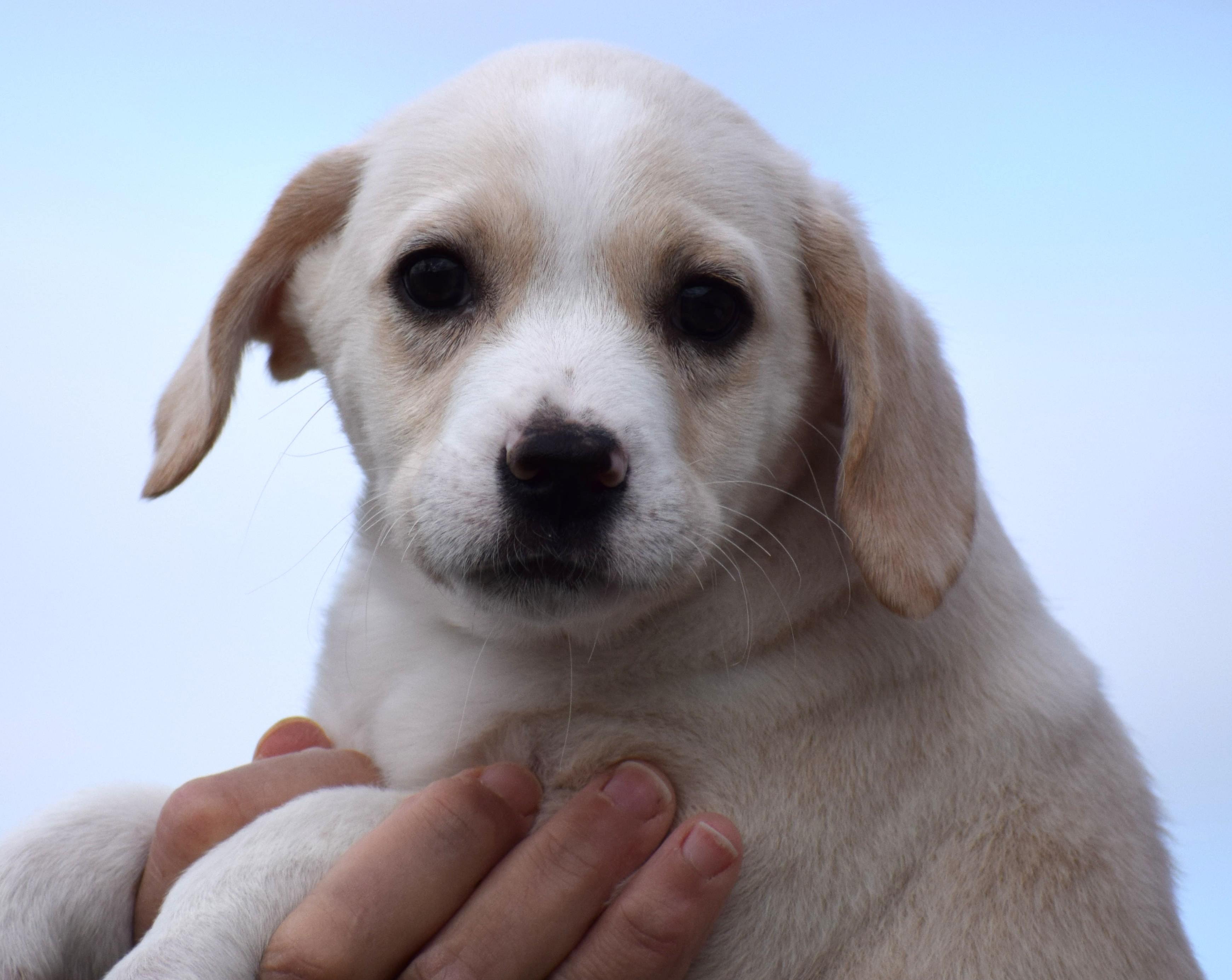 Enlarge Neo-Available! www.lhar.dog to Apply!, an adoptable mixed breed in Frederick, MD image 2/6