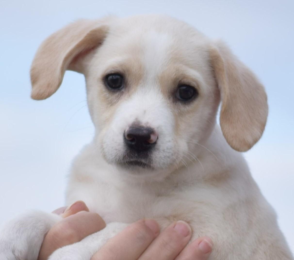 Neo-Available! www.lhar.dog to Apply!, adoptable, Puppy Male Labrador Retriever.