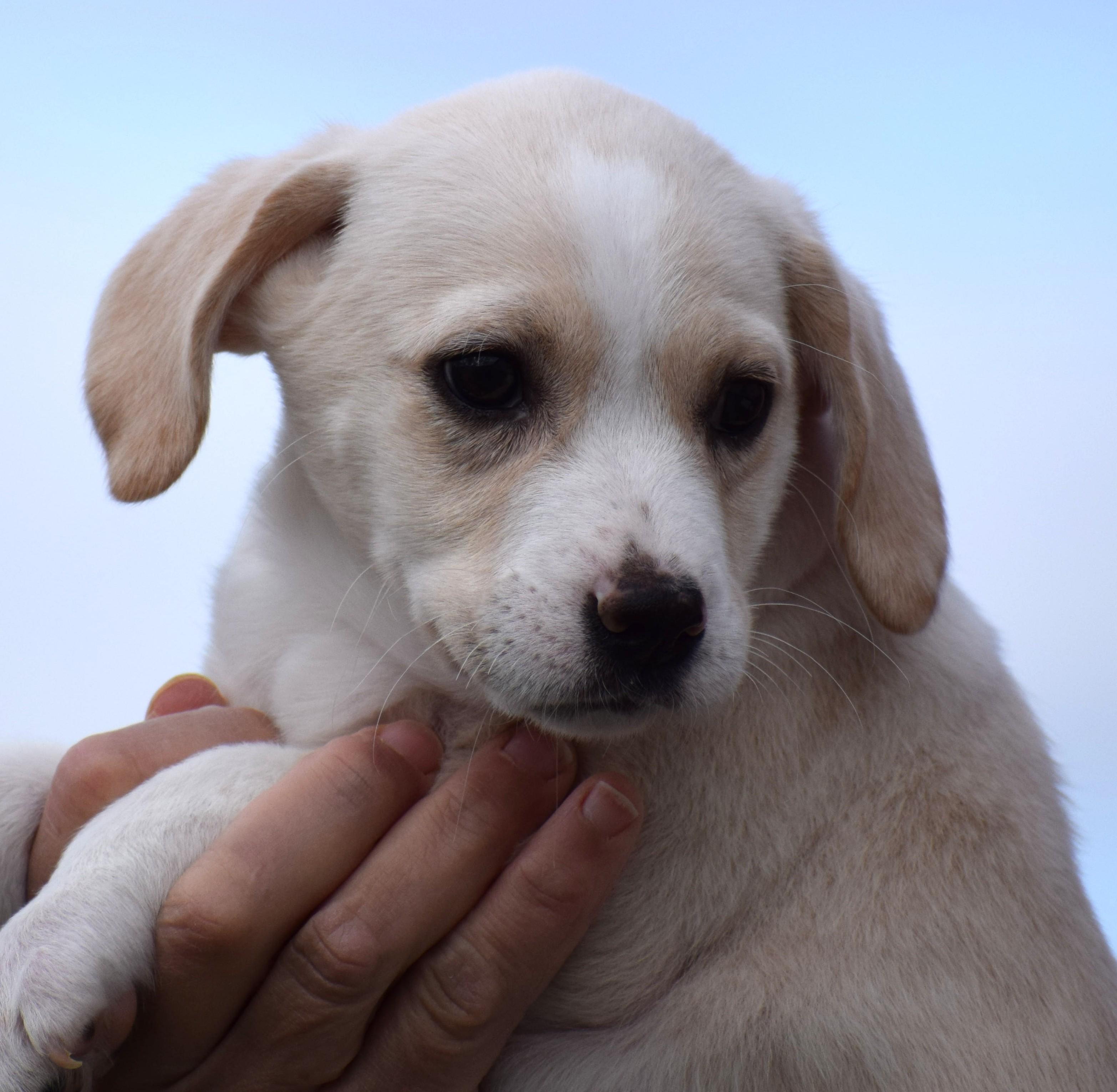 Enlarge Neo-Available! www.lhar.dog to Apply!, an adoptable mixed breed in Frederick, MD image 4/6