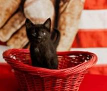Ozzie, Adoptable, Kitten Male Domestic Short Hair.