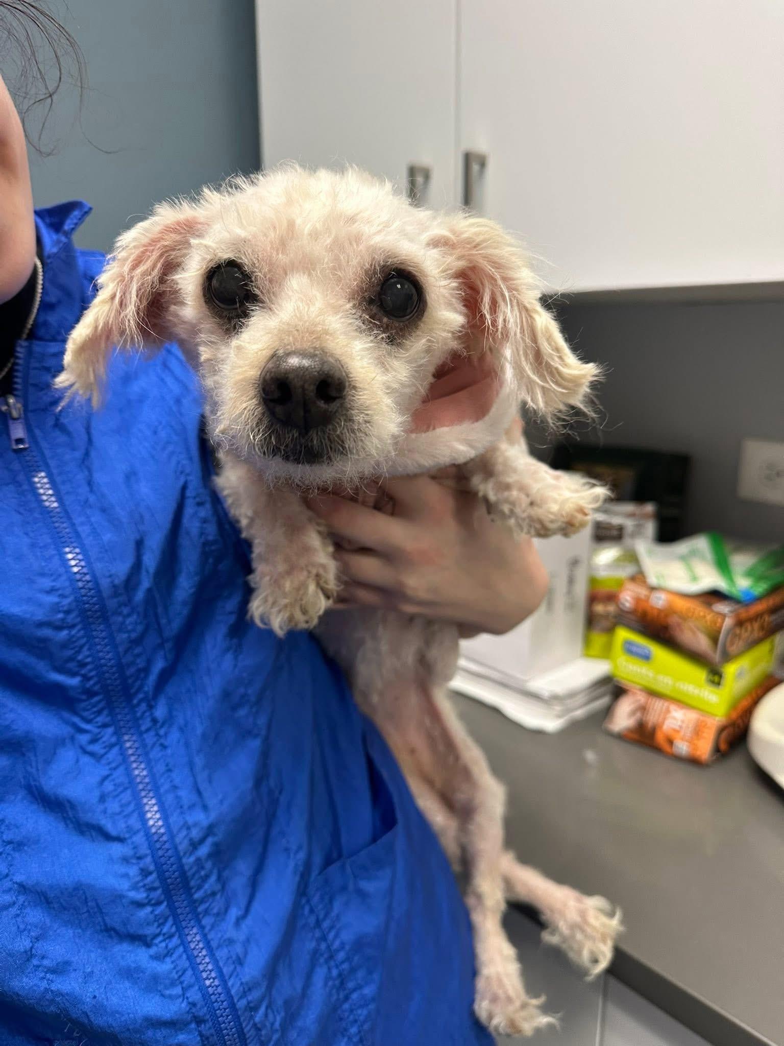 Honey, adopted, Senior Female Maltese.