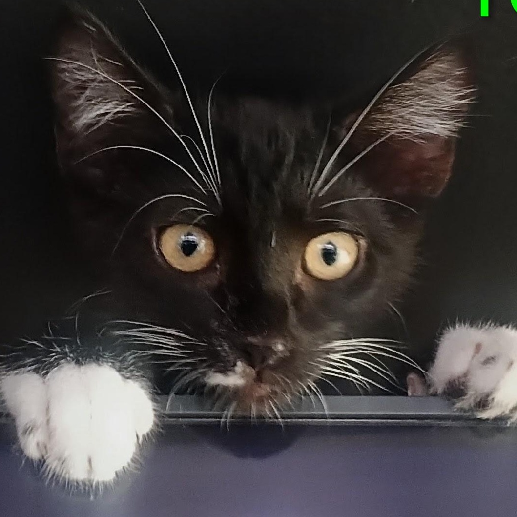 Yoda, an adopted Domestic Short Hair in Orange, CA image 2/4