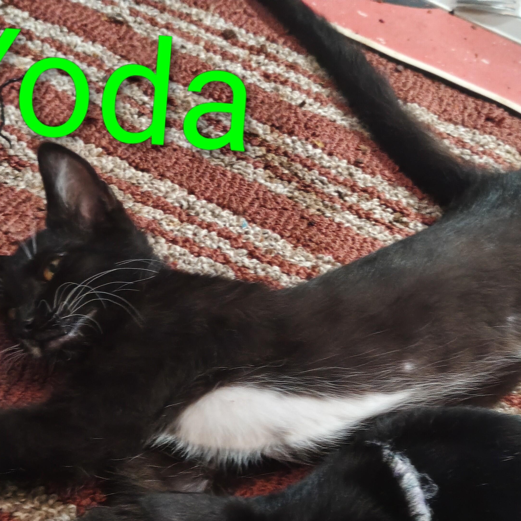 Yoda, an adopted Domestic Short Hair in Orange, CA image 4/4