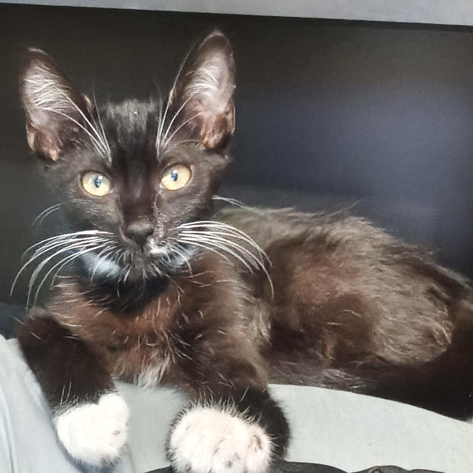 Yoda, adopted, Kitten Male Domestic Short Hair.