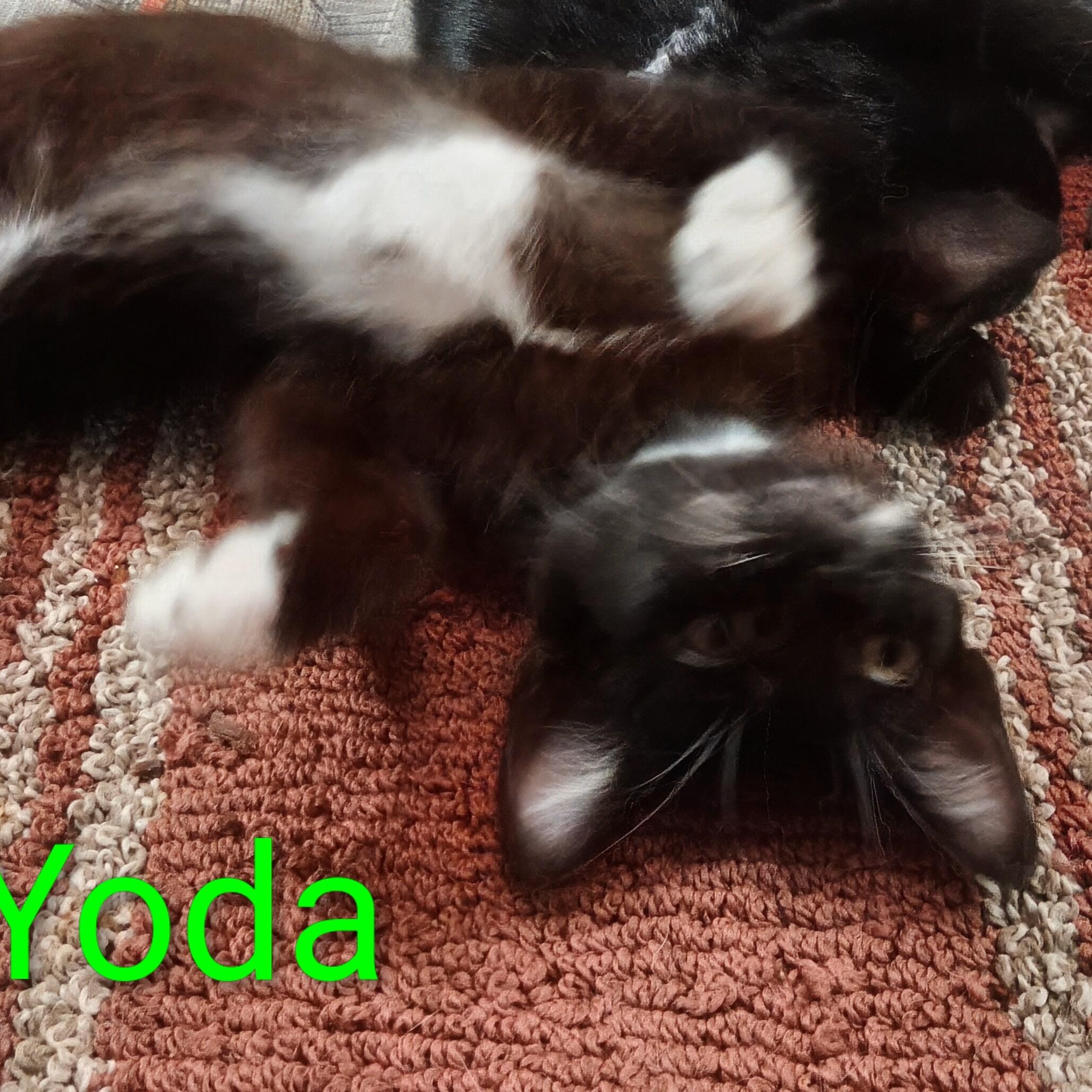Yoda, an adopted Domestic Short Hair in Orange, CA image 3/4