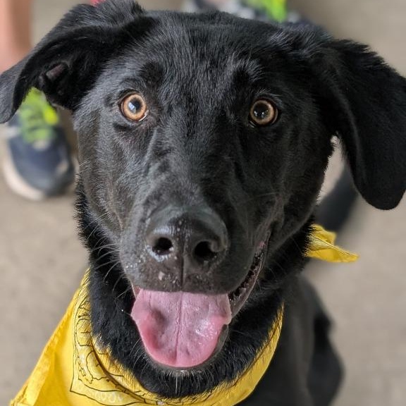 Enlarge Flash, a Adoptable mixed breed in House Springs, MO image 2/2
