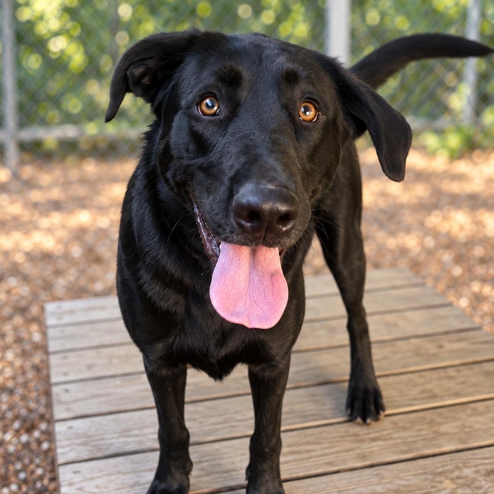 Flash, Adoptable, Young Male German Shepherd Dog & Labrador Retriever.