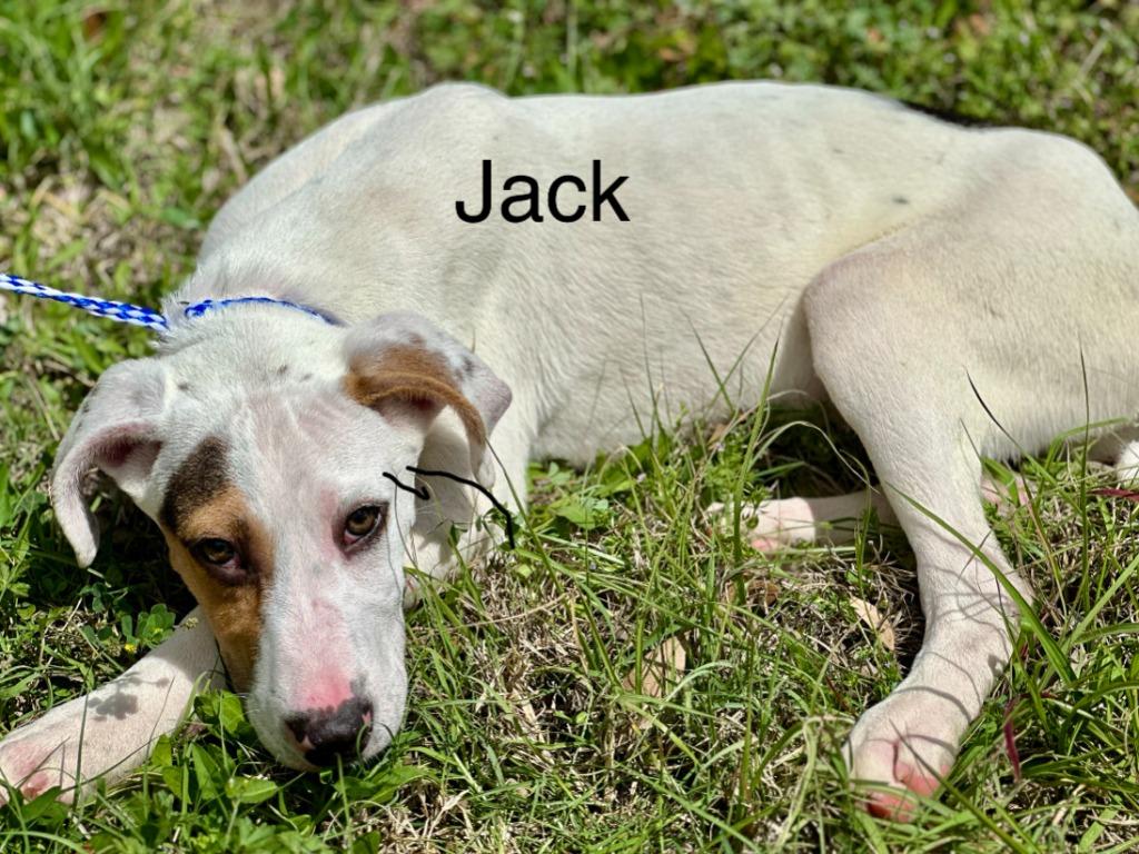 Jack, Adoptable, Puppy Male Labrador Retriever.
