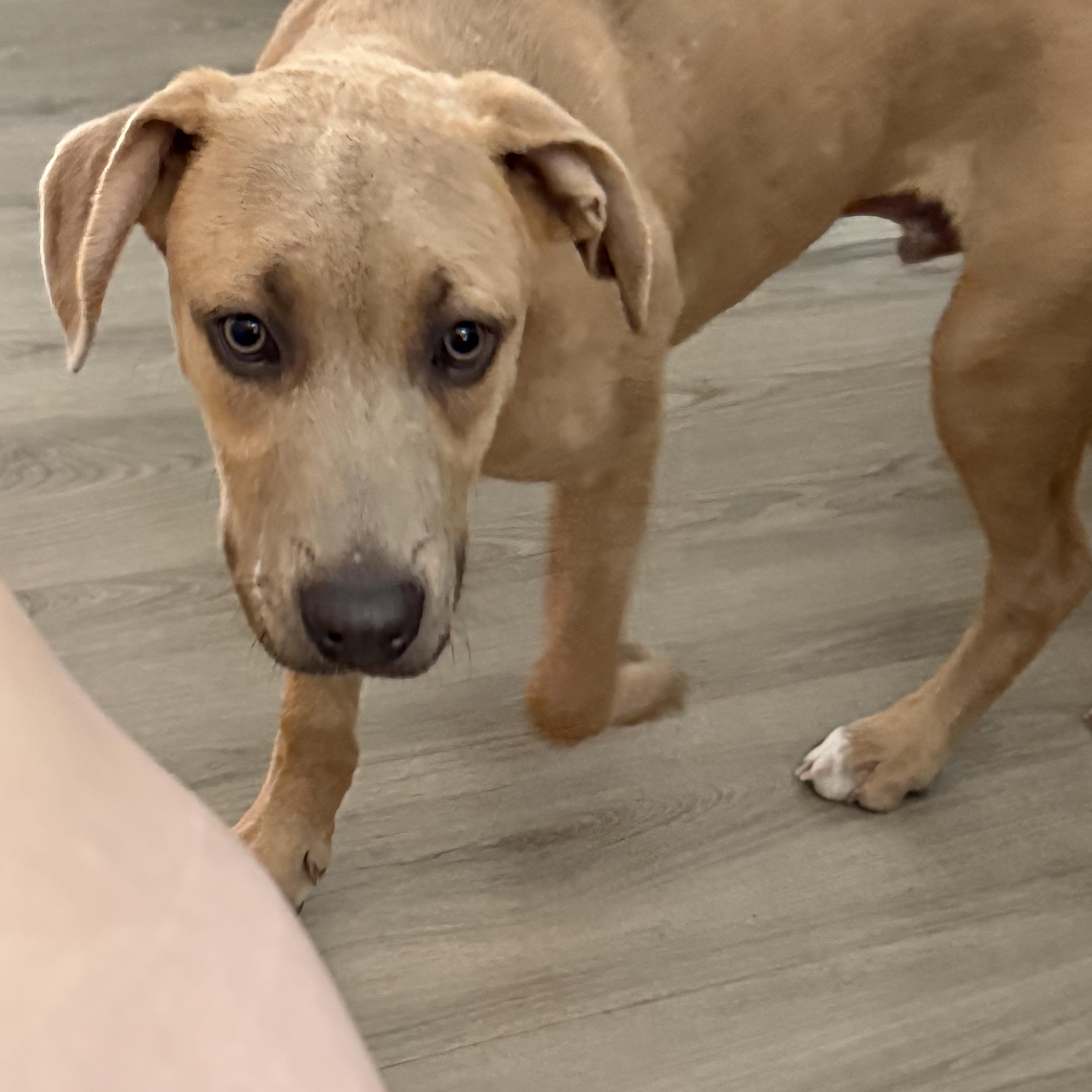 Snoopy, a ADOPTABLE mixed breed in Littleton, CO image 2/3