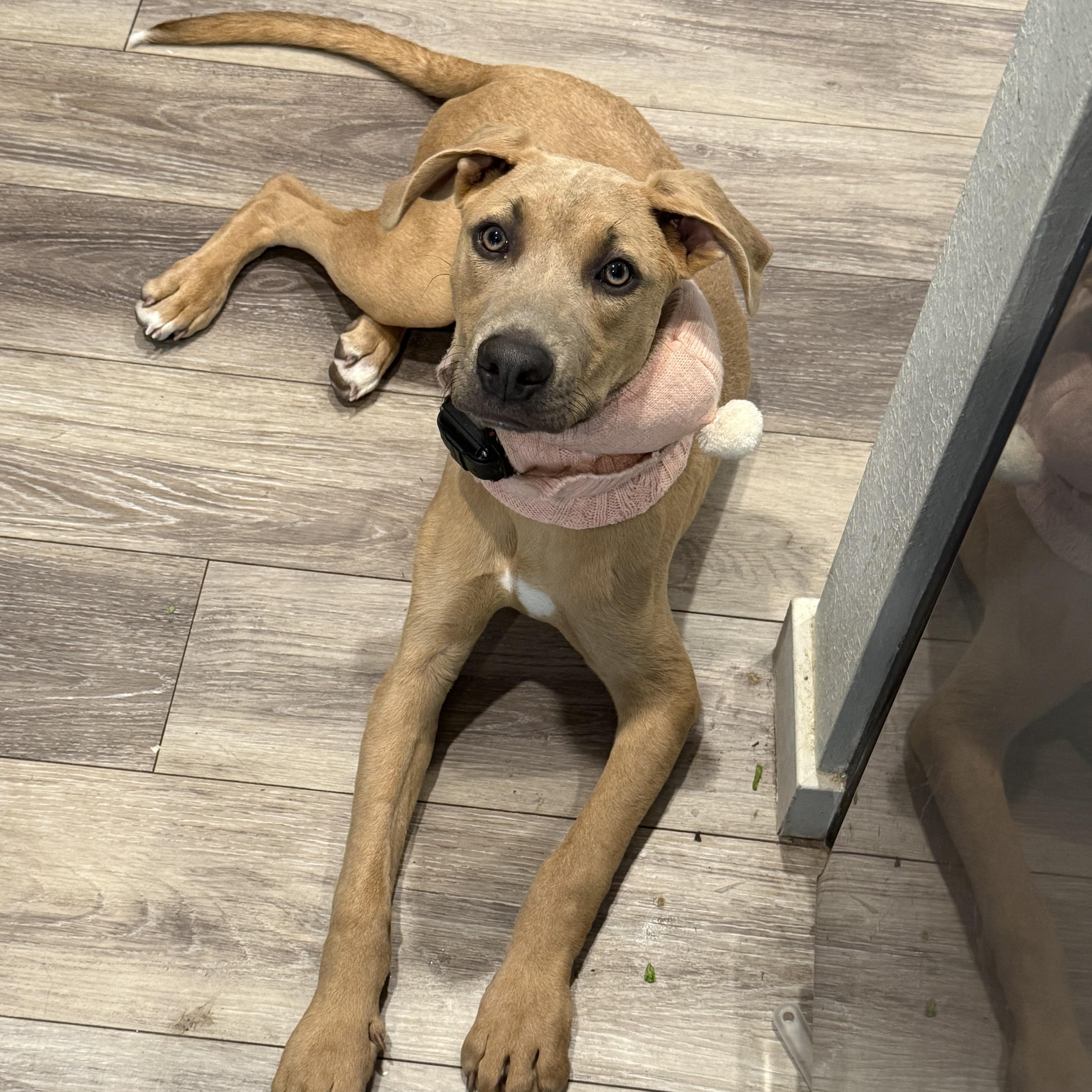 Enlarge Snoopy, a ADOPTABLE mixed breed in Littleton, CO image 1/5