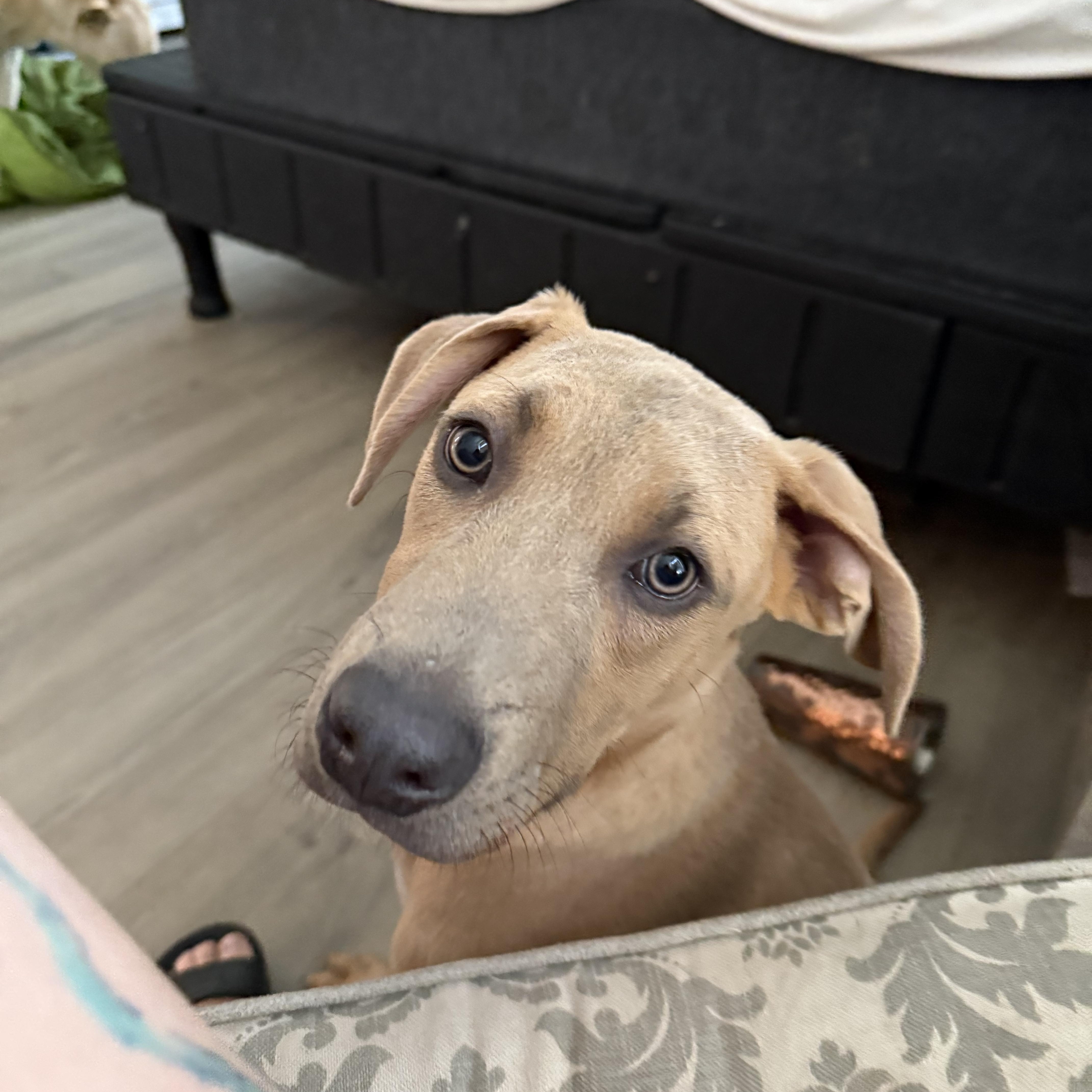 Snoopy, ADOPTABLE, Young Male Weimaraner.