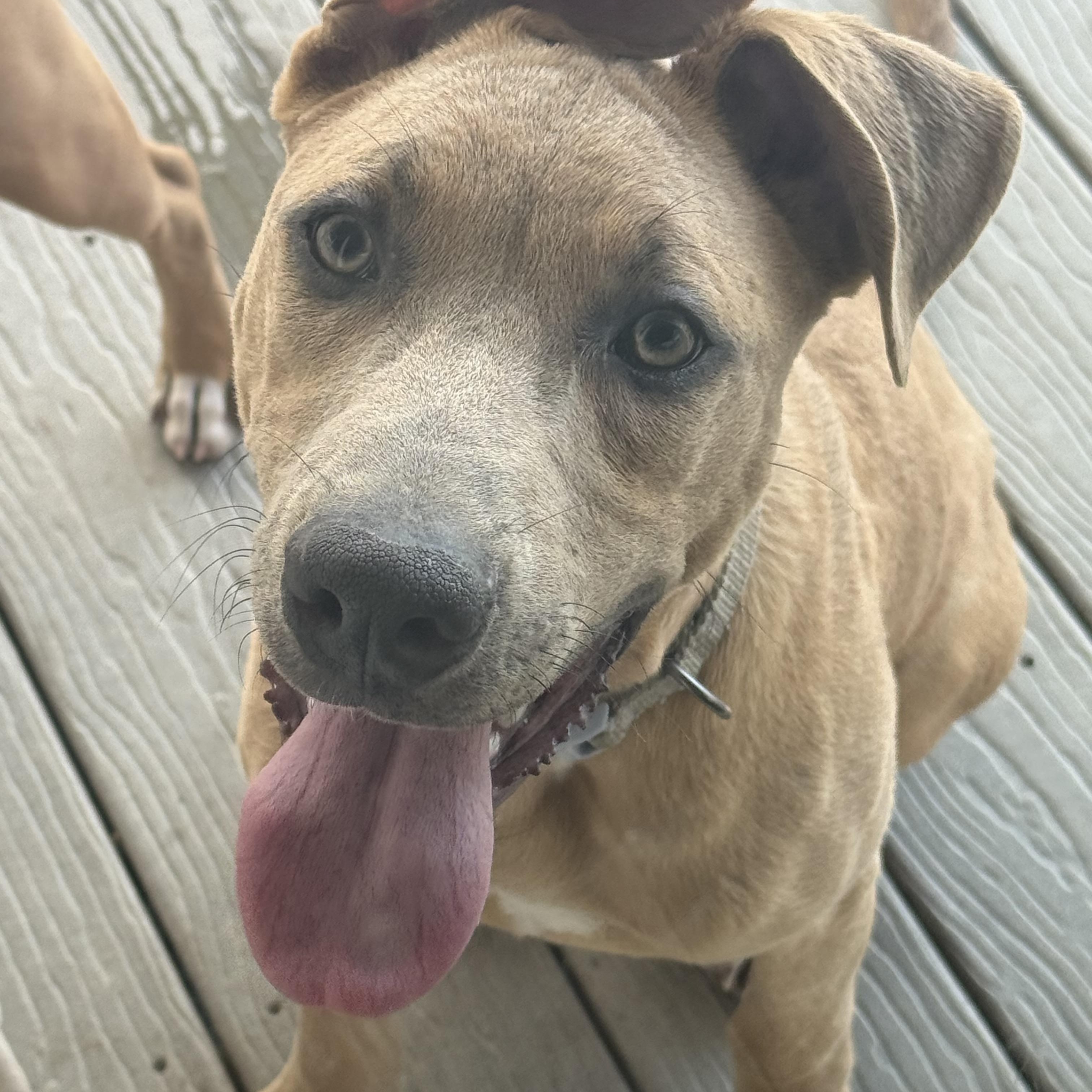 Enlarge Snoopy, a ADOPTABLE mixed breed in Littleton, CO image 2/5