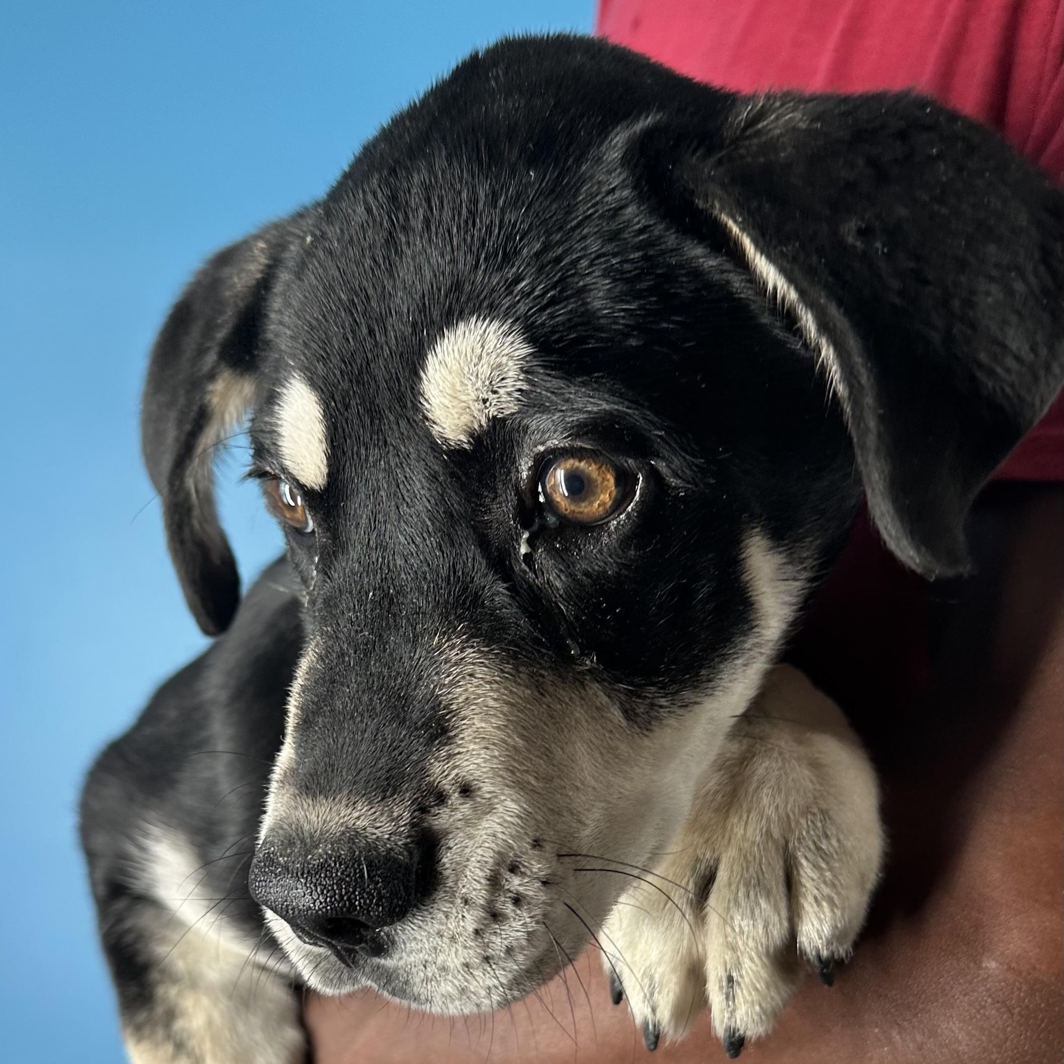 Enlarge Denali - Local April 10-12, a ADOPTABLE mixed breed in North Smithfield, RI image 5/6