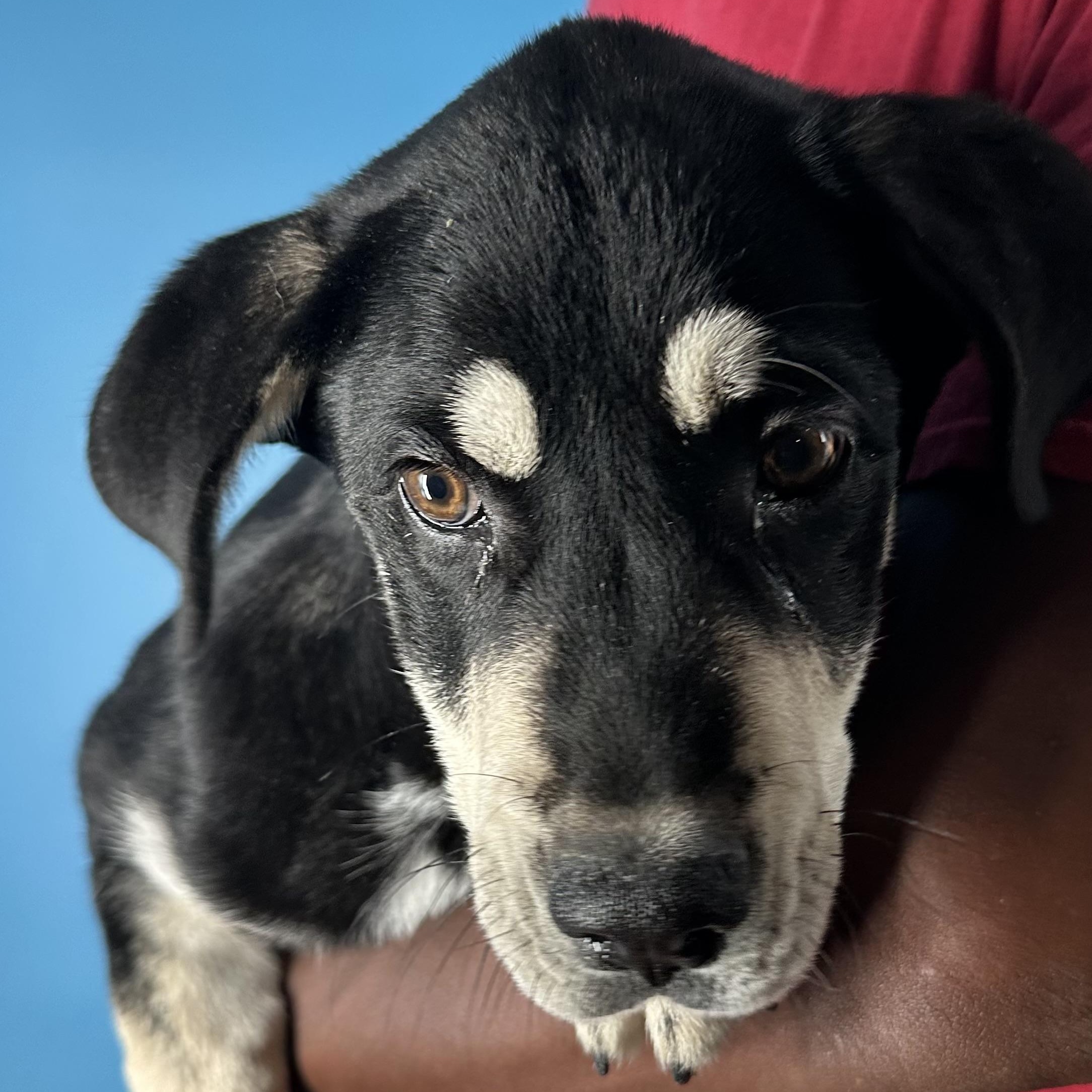 Enlarge Denali - Local April 10-12, a ADOPTABLE mixed breed in North Smithfield, RI image 6/6