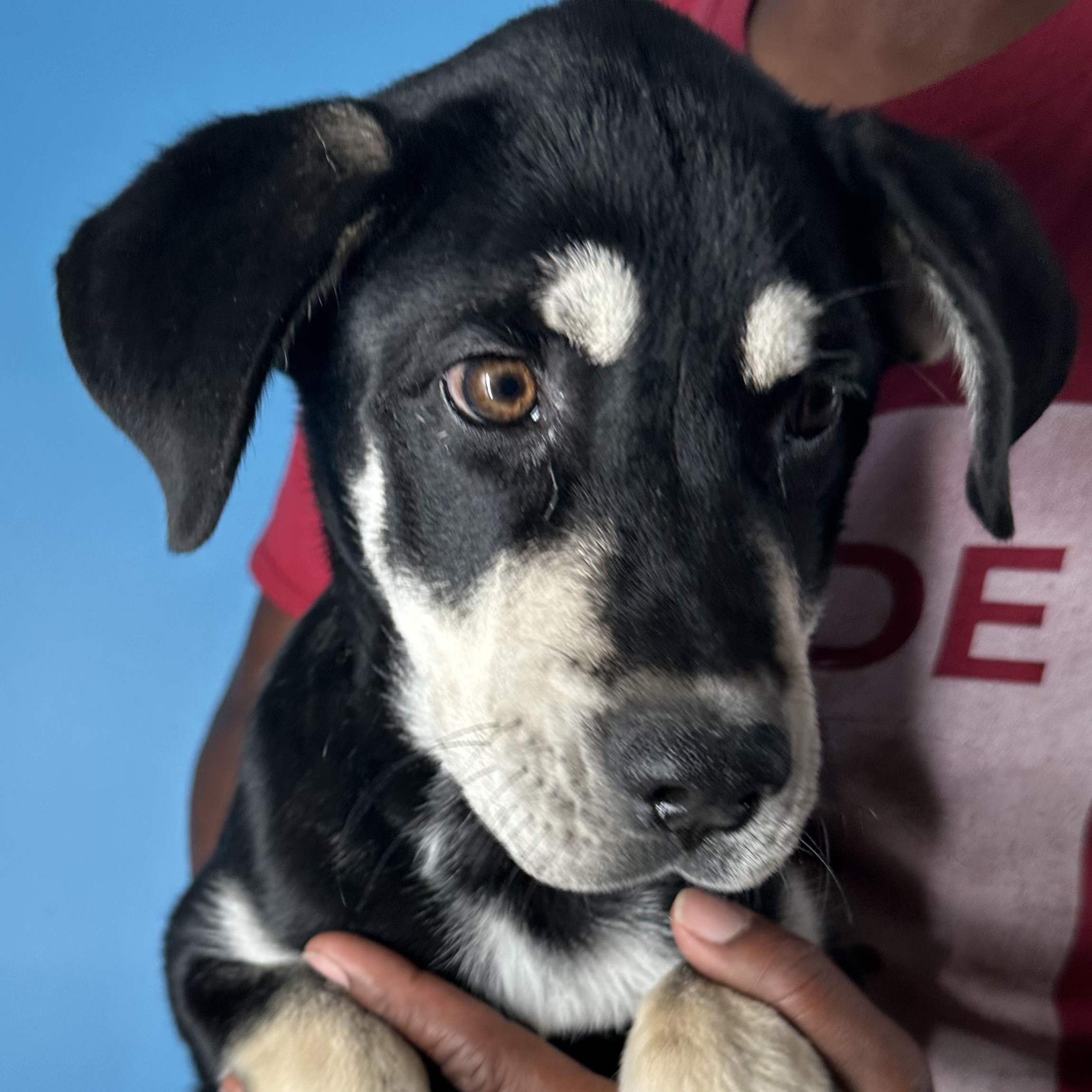 Enlarge Denali - Local April 10-12, a ADOPTABLE mixed breed in North Smithfield, RI image 3/6