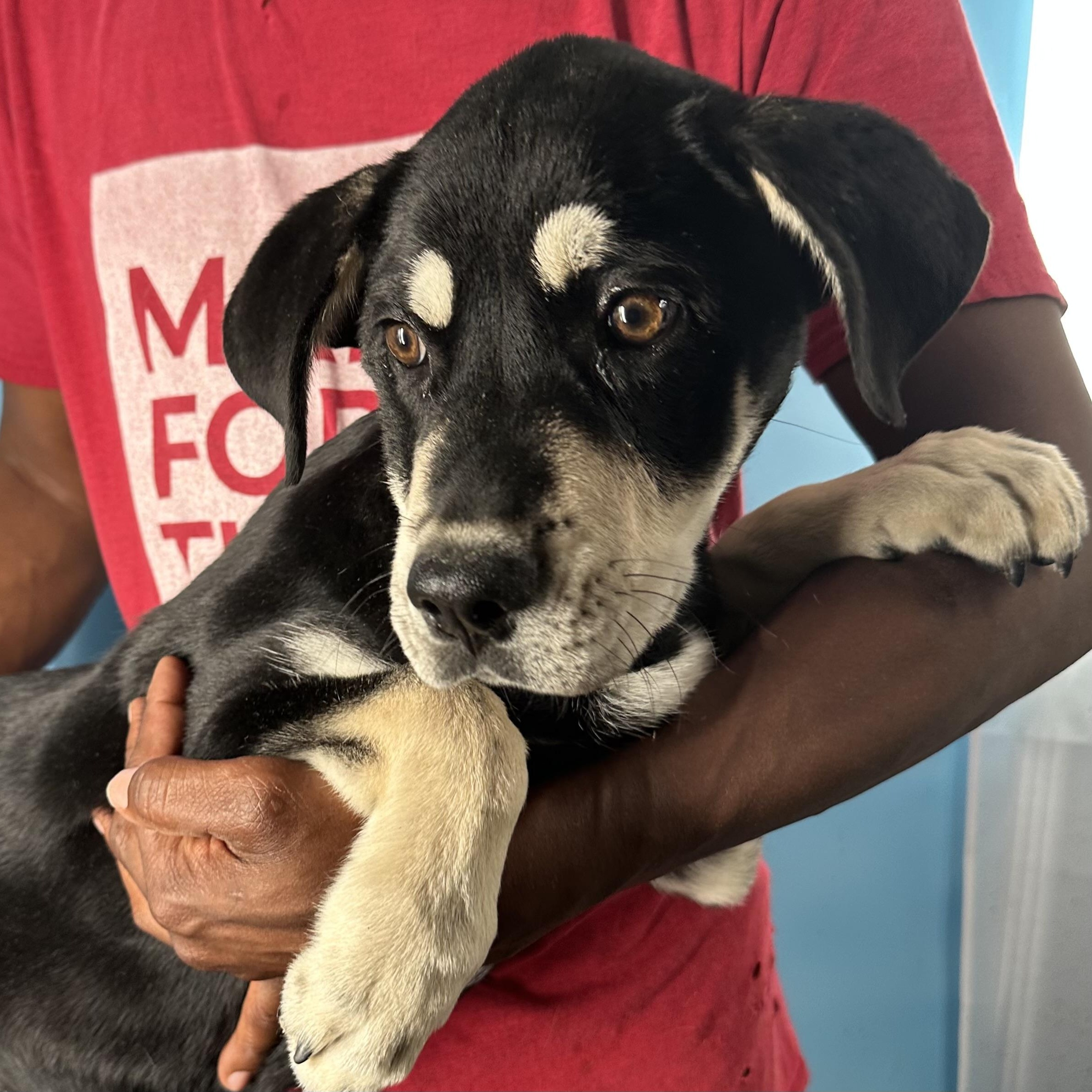 Enlarge Denali - Local April 10-12, a ADOPTABLE mixed breed in North Smithfield, RI image 2/6