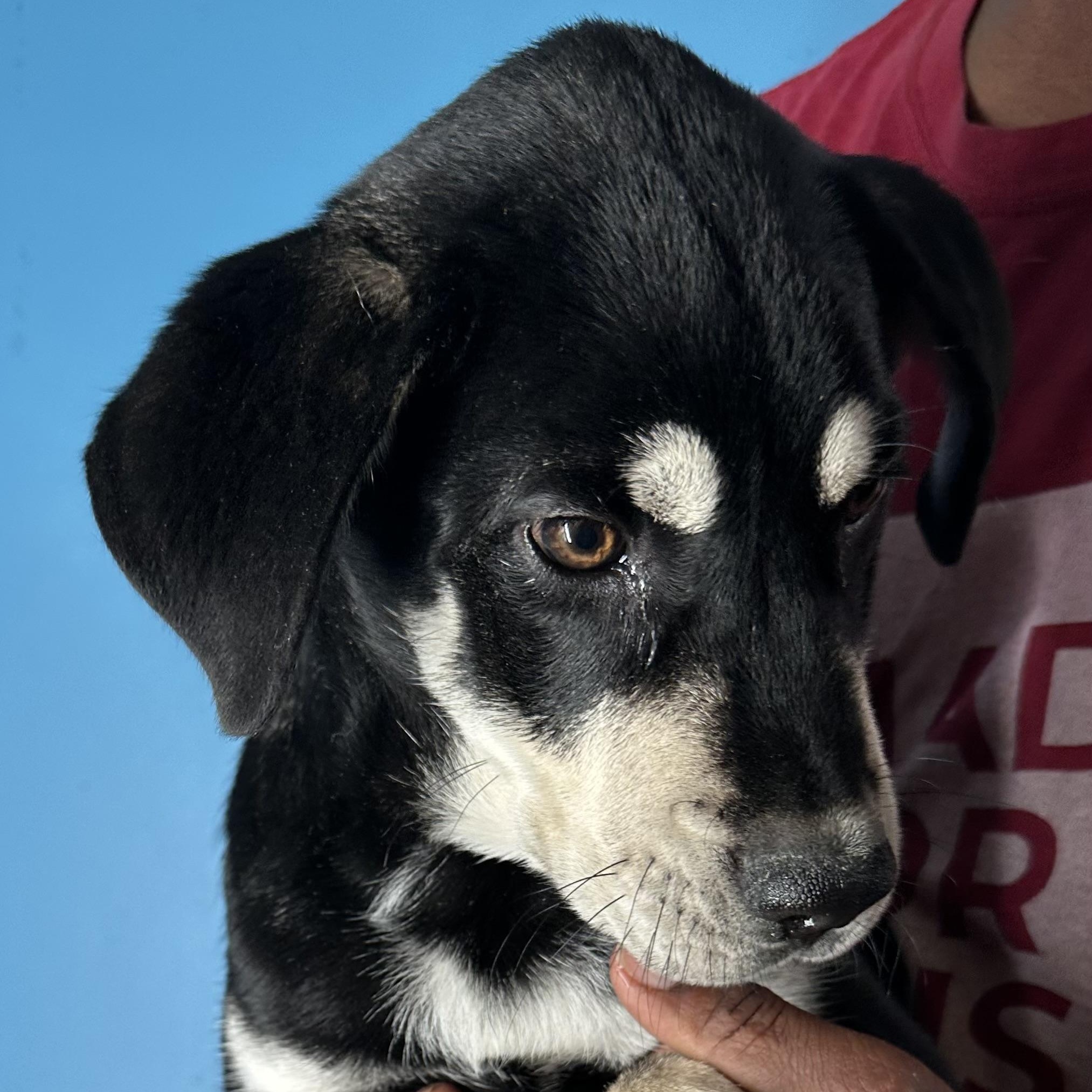 Enlarge Denali - Local April 10-12, a ADOPTABLE mixed breed in North Smithfield, RI image 4/6